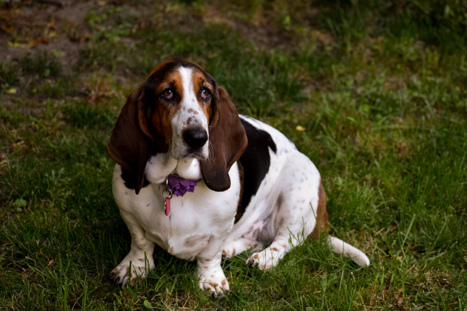 Nikon D5600 sample photo. Basset hound, hound, pet photography