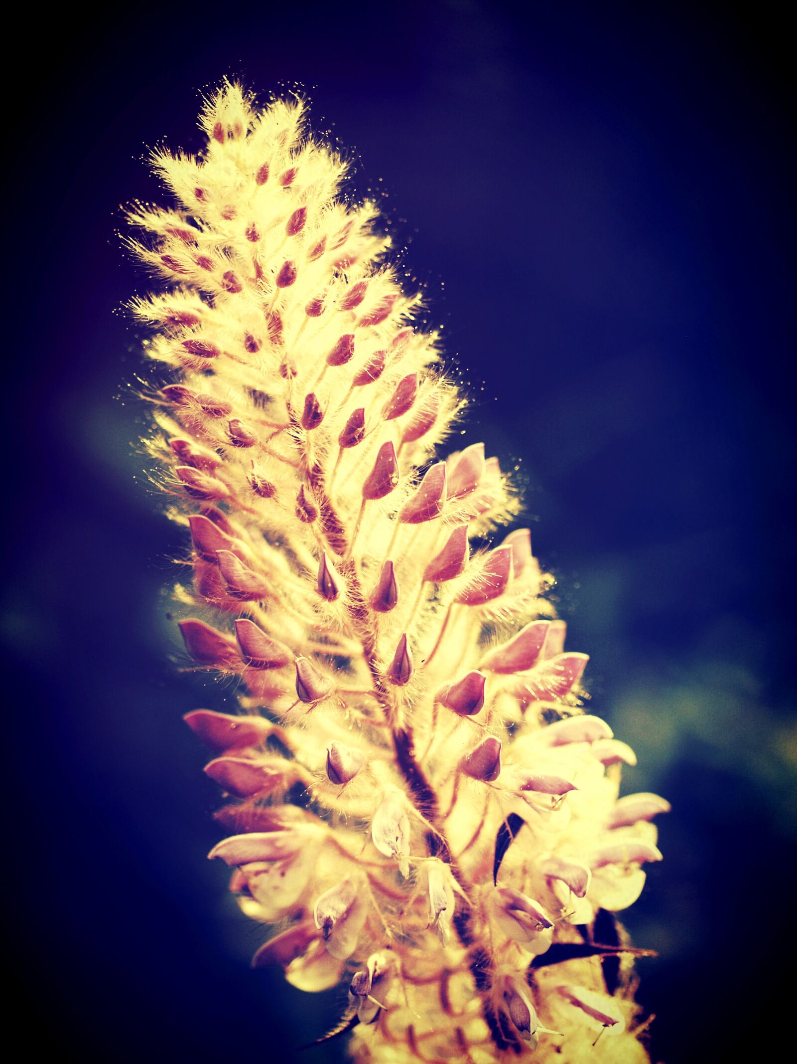 Olympus E-300 (EVOLT E-300) sample photo. Field, filter, flora photography