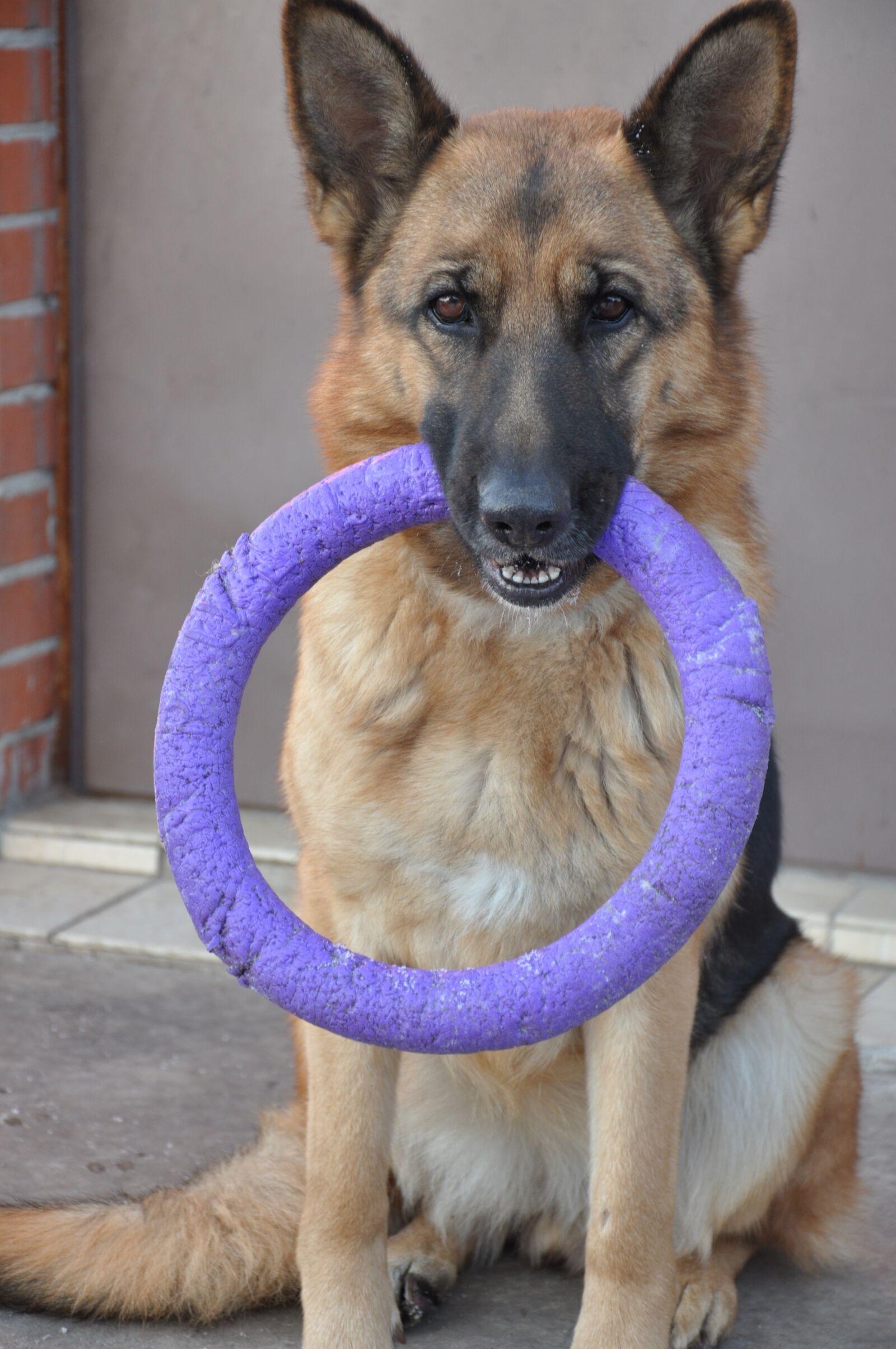 Nikon D90 sample photo. Dog, shepherd, wheel photography