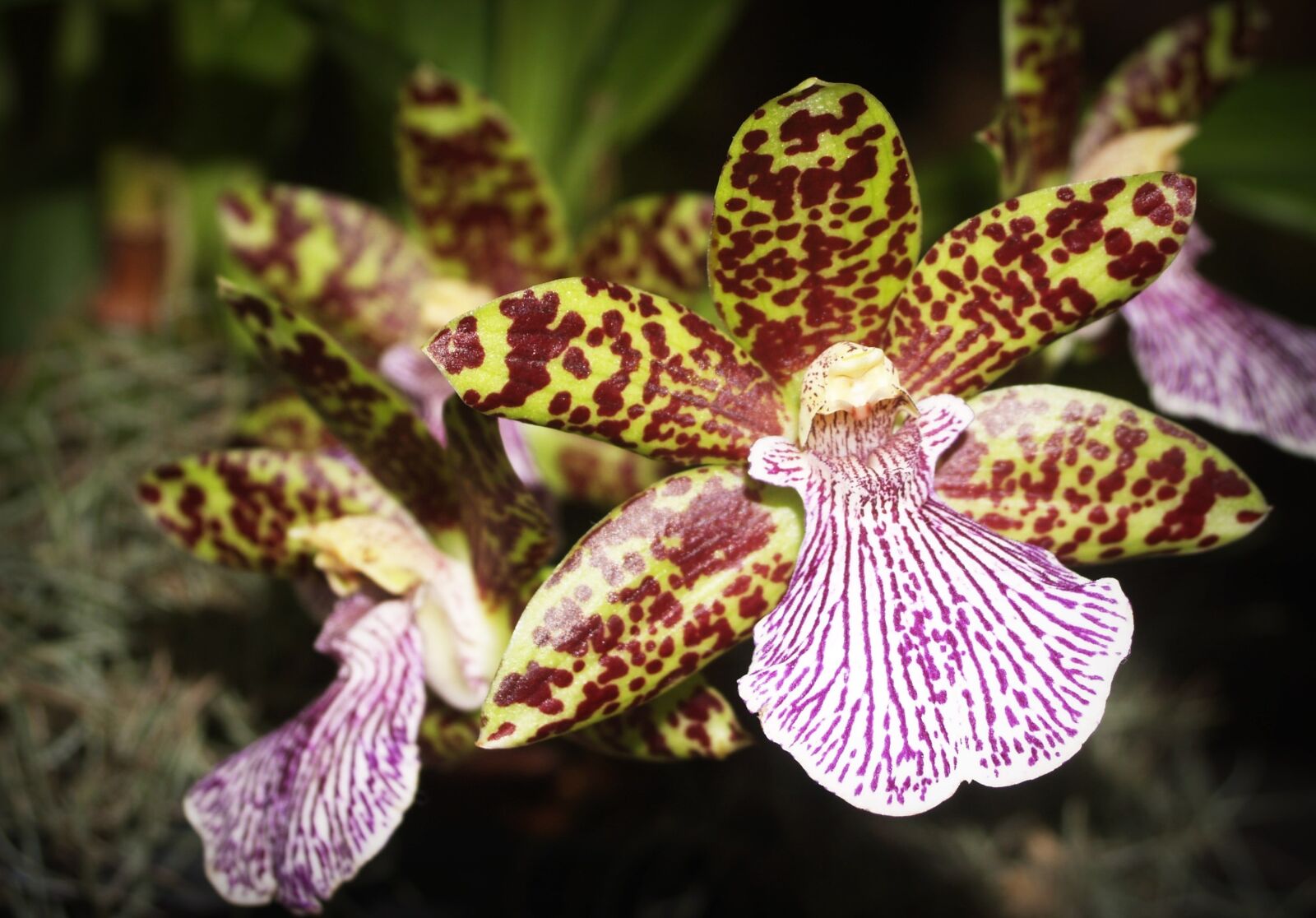 Olympus E-300 (EVOLT E-300) sample photo. Flower, orchid, tropical photography