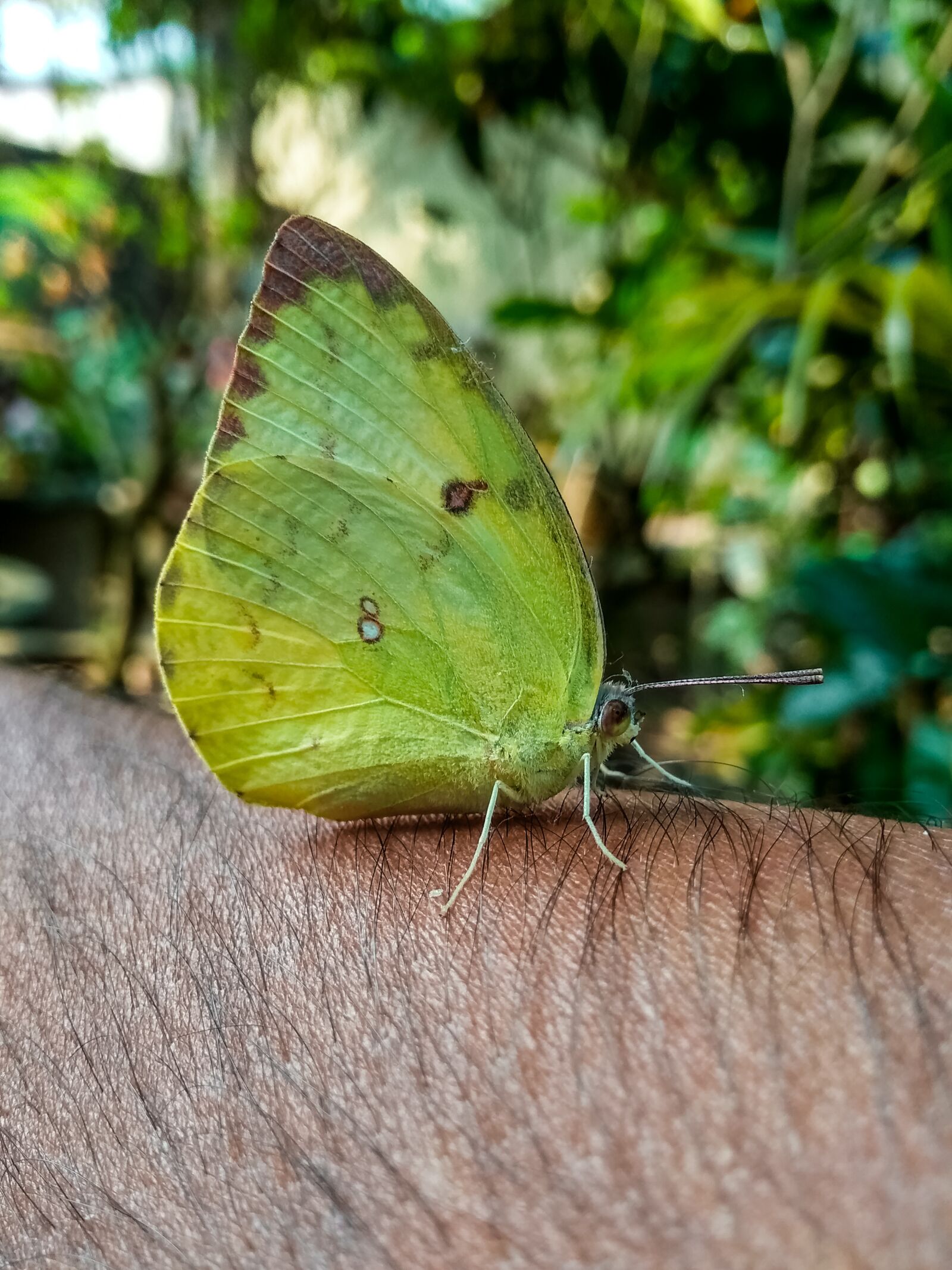 Xiaomi Redmi 5A sample photo. Butterfly, green, nature photography