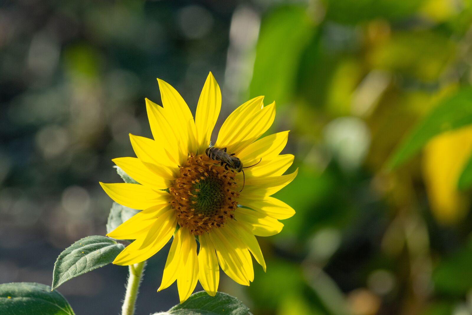 Nikon D3300 sample photo. Sunflower, autumn, yellow photography