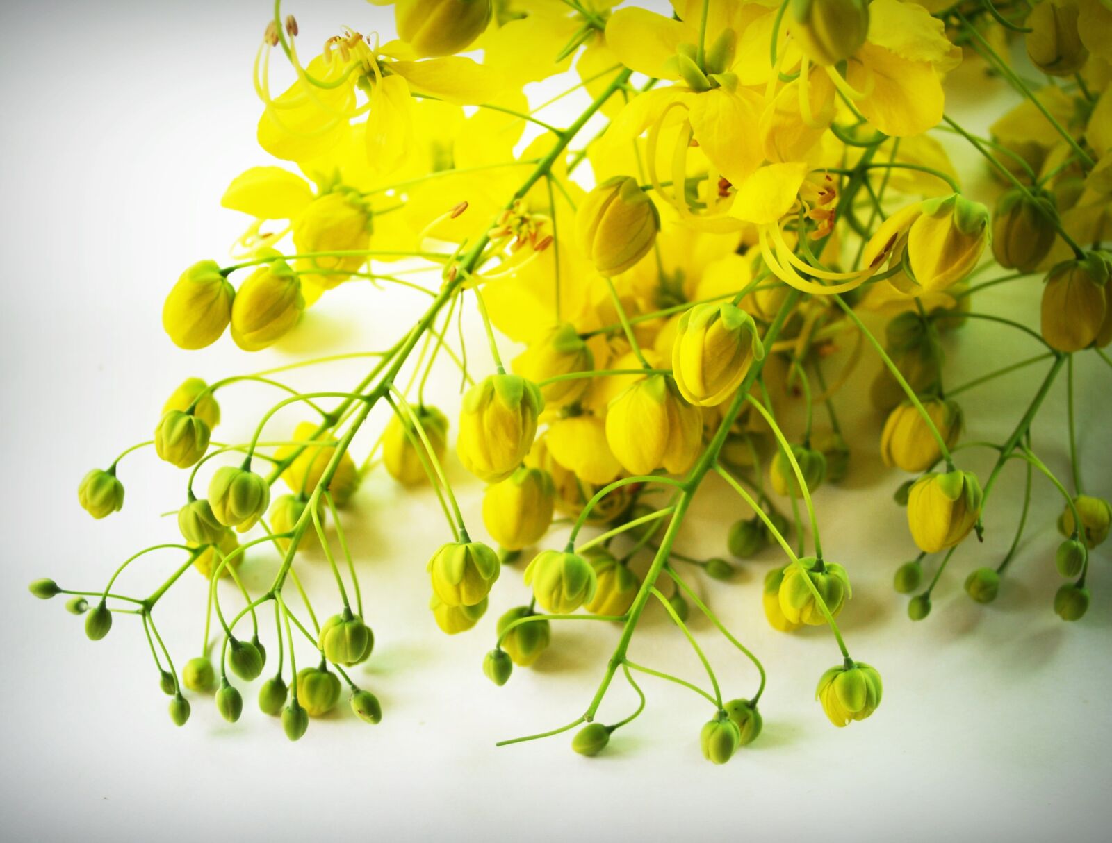 Olympus E-300 (EVOLT E-300) sample photo. Cassia, shower, golden photography
