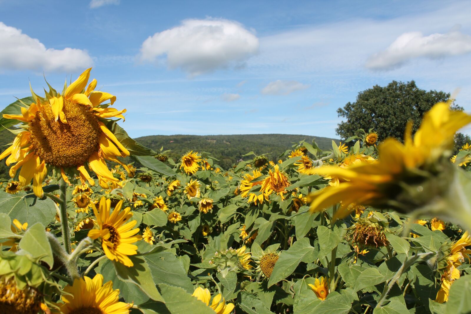 Canon EOS 1100D (EOS Rebel T3 / EOS Kiss X50) sample photo. Sunflowers, countryside, yellow photography