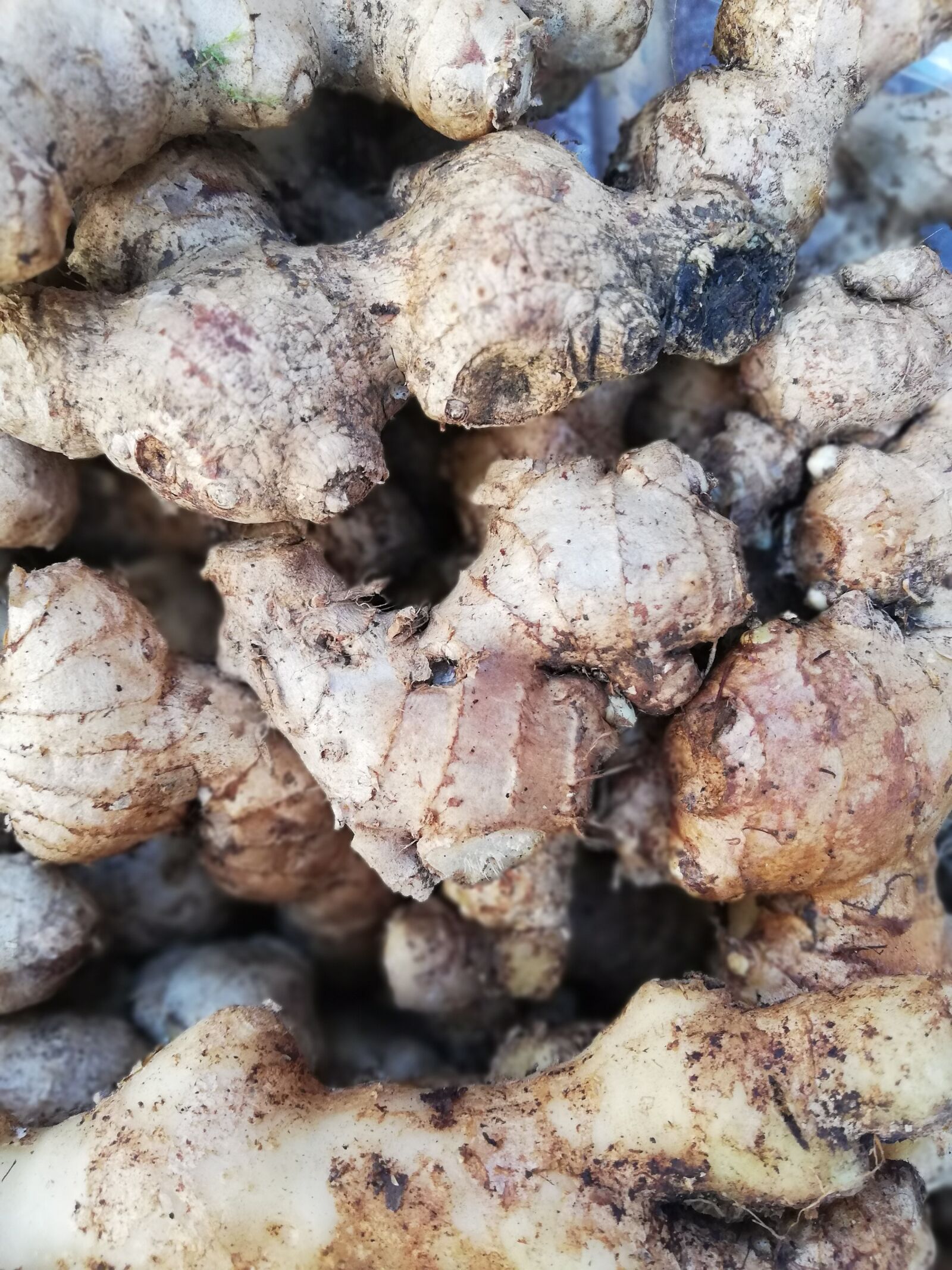 HUAWEI P20 lite sample photo. Ginger, root, healthy photography