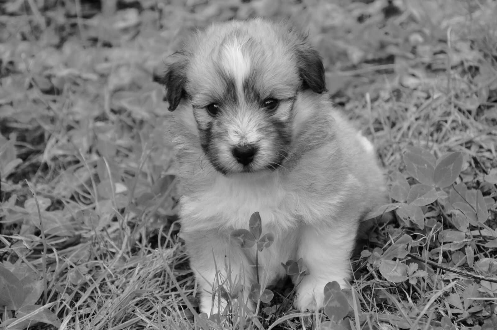 Nikon D5200 sample photo. Puppy, photo black white photography