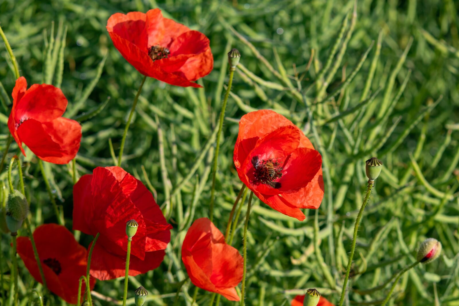 Canon EOS 7D Mark II sample photo. Flanders poppy, red, blossom photography