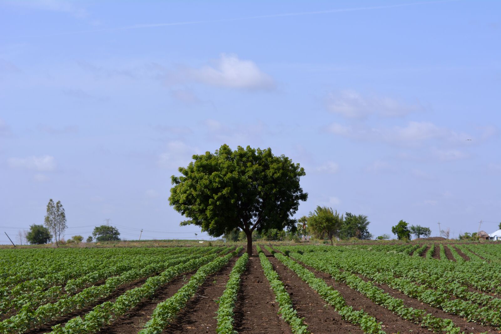 Nikon D5200 sample photo. Tree, land, green photography