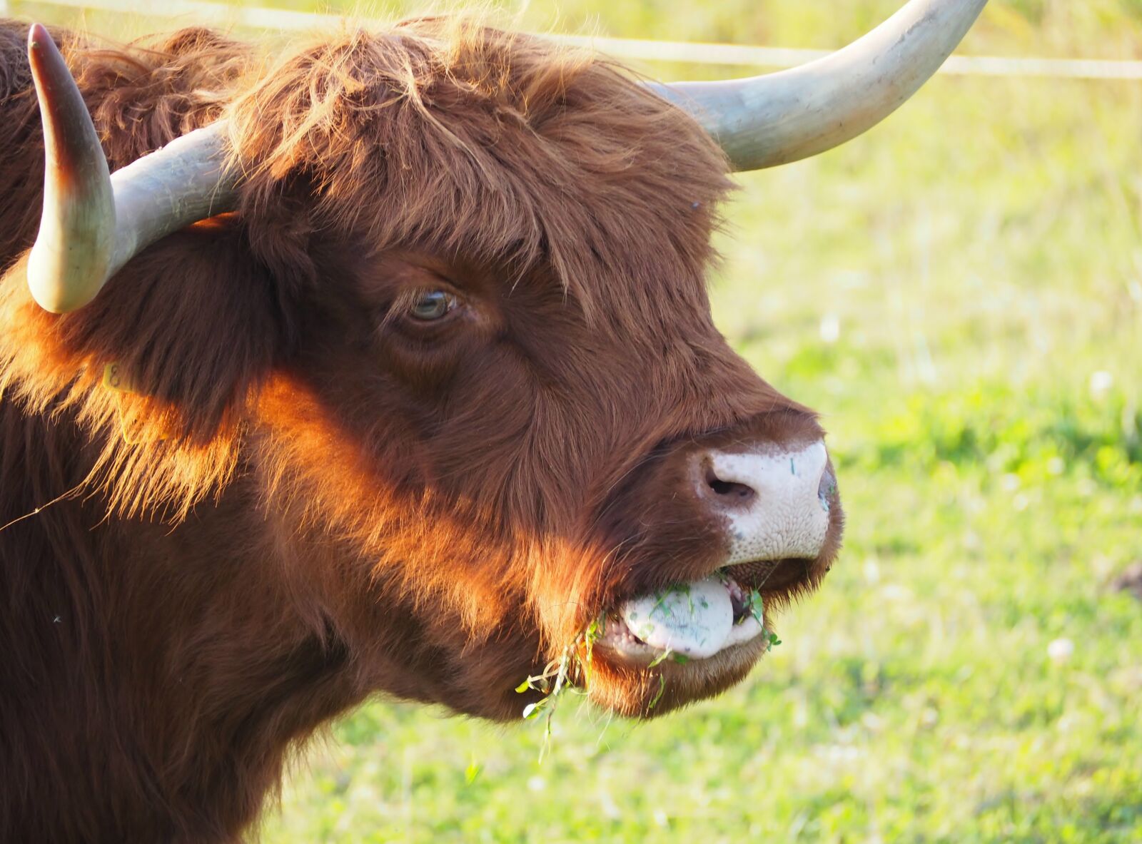 Olympus OM-D E-M10 sample photo. Beef, highland beef, scottish photography