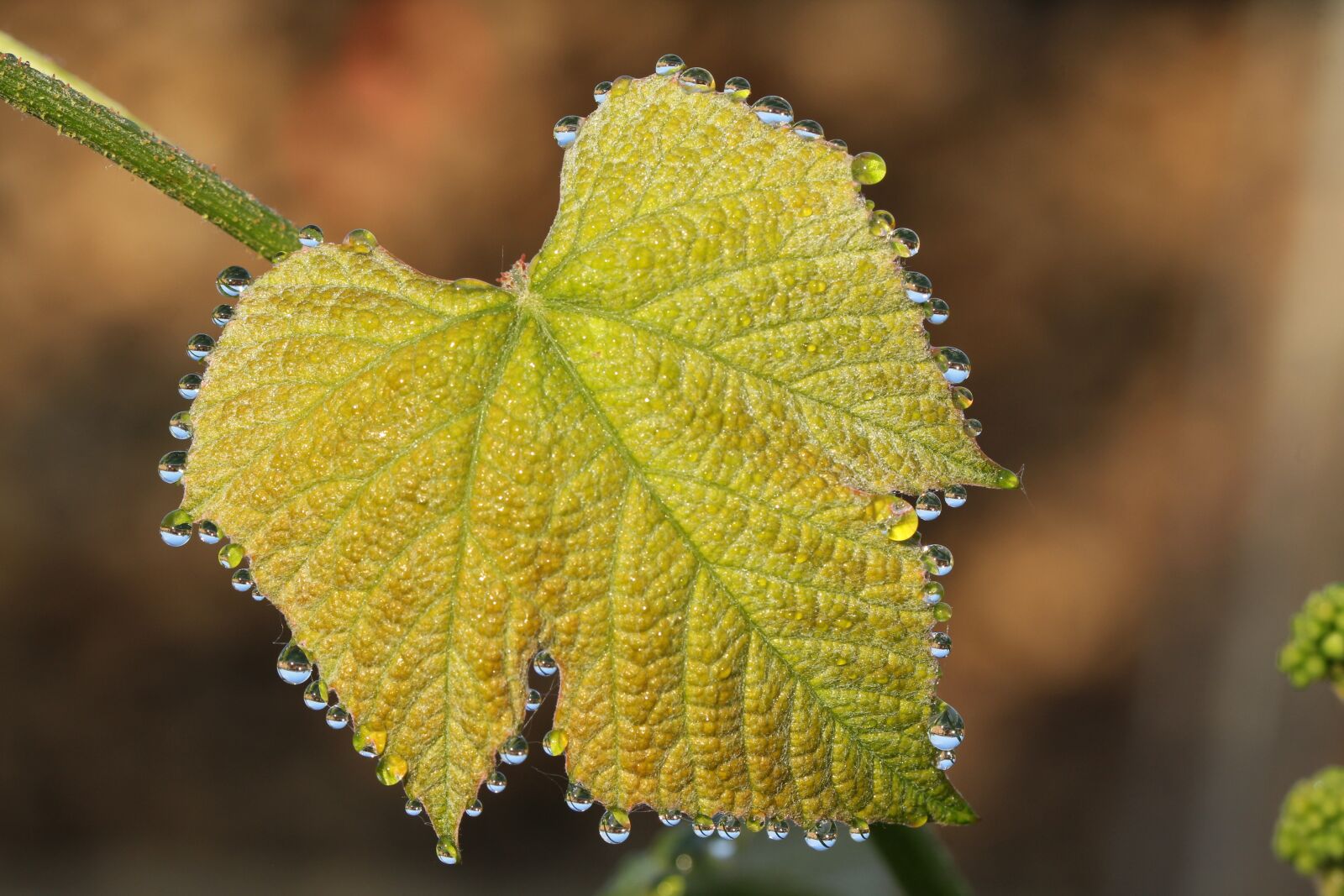 Canon EOS 60D sample photo. Morgentau, dew, wine photography