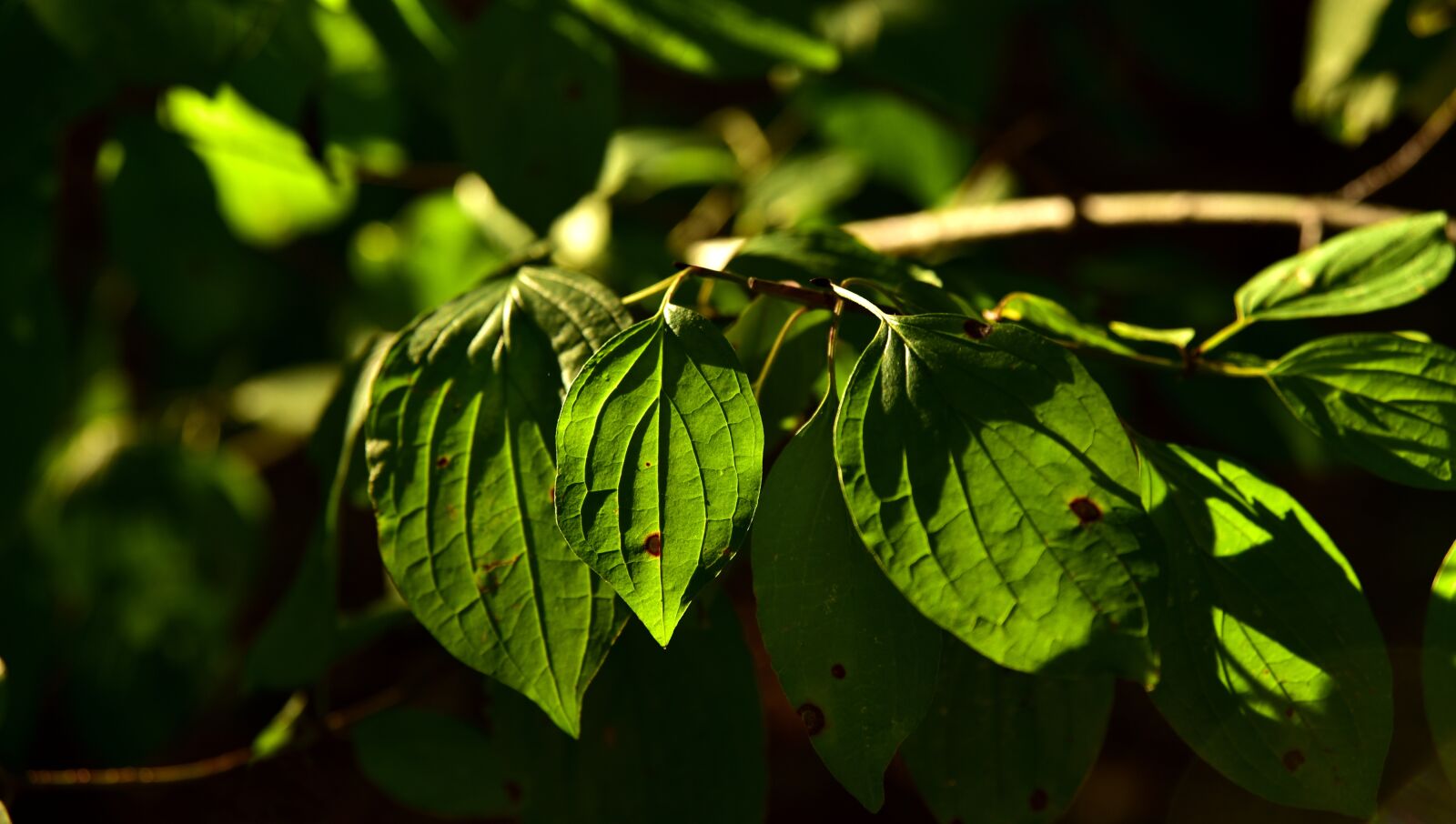 Nikon D750 sample photo. Leaves, green, nature photography