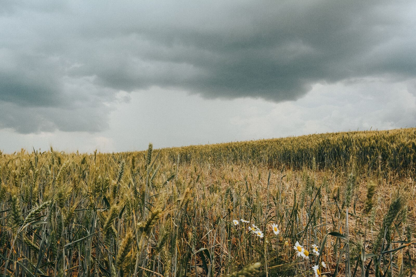 Nikon D5200 sample photo. Ears, storm, clouds photography