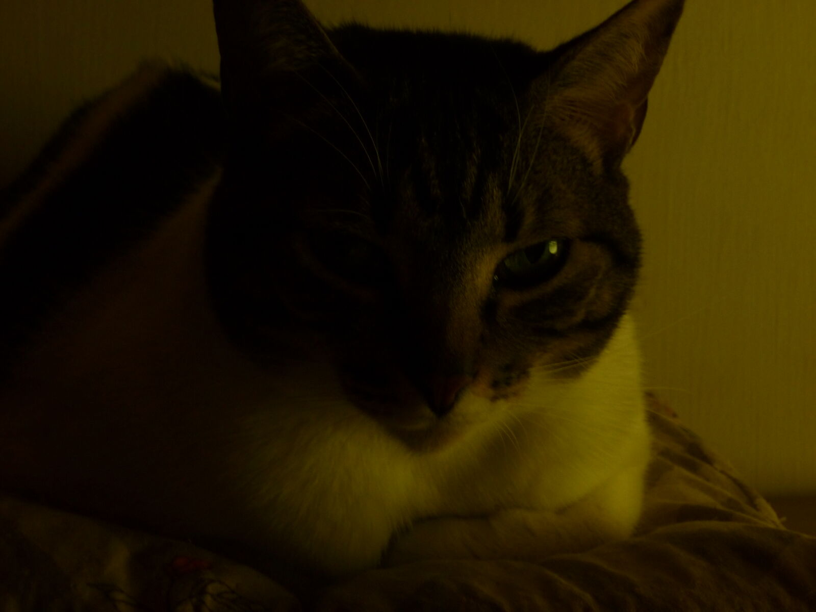 Panasonic DMC-FS12 sample photo