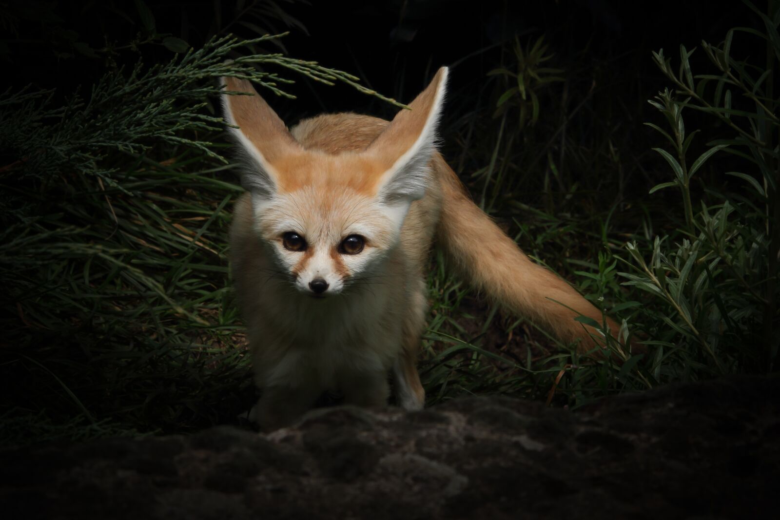 Canon EOS 7D sample photo. Fennec fox, fuchs, zoo photography