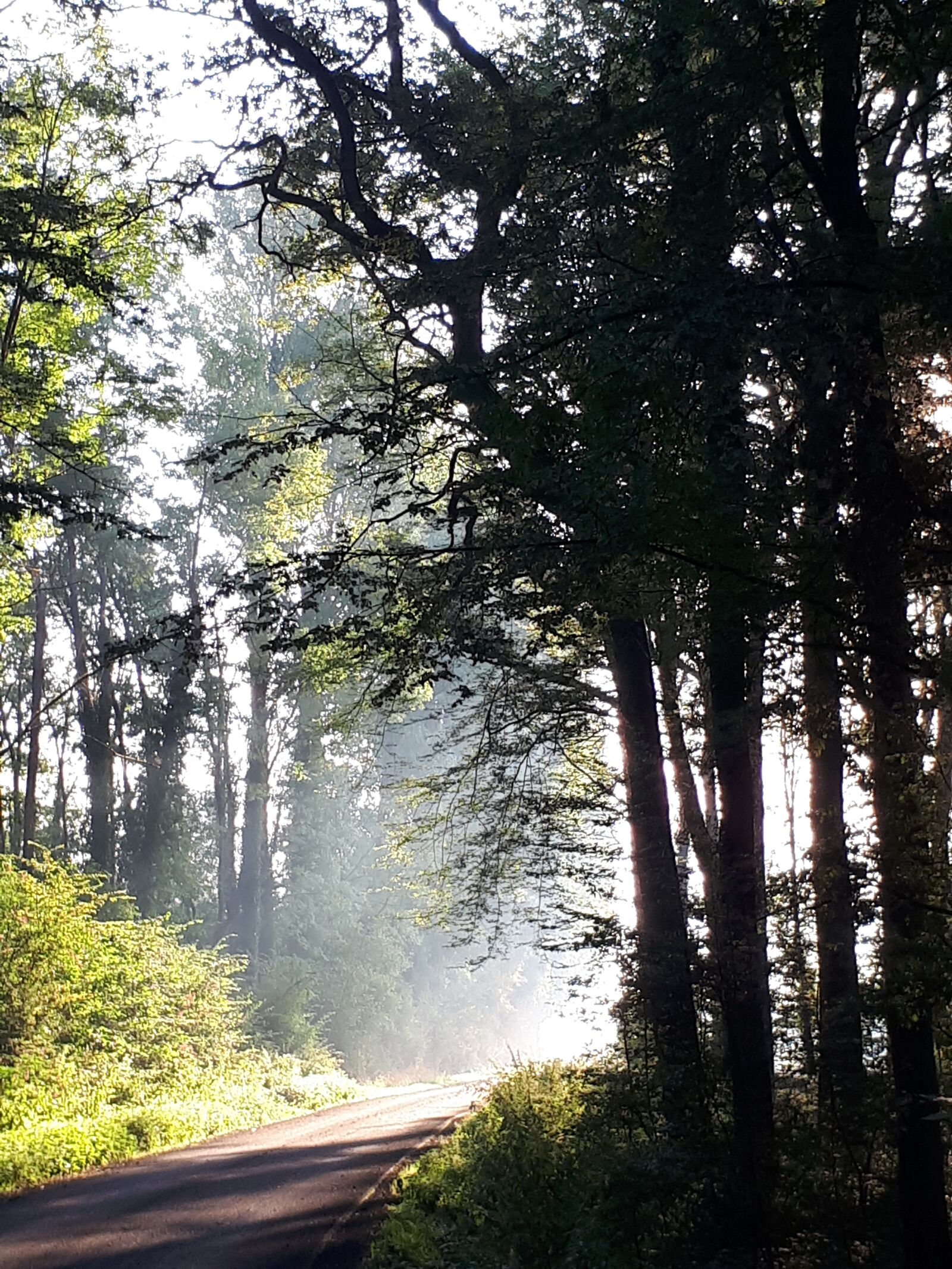 Samsung Galaxy A50 sample photo. Fog, morning, sun photography