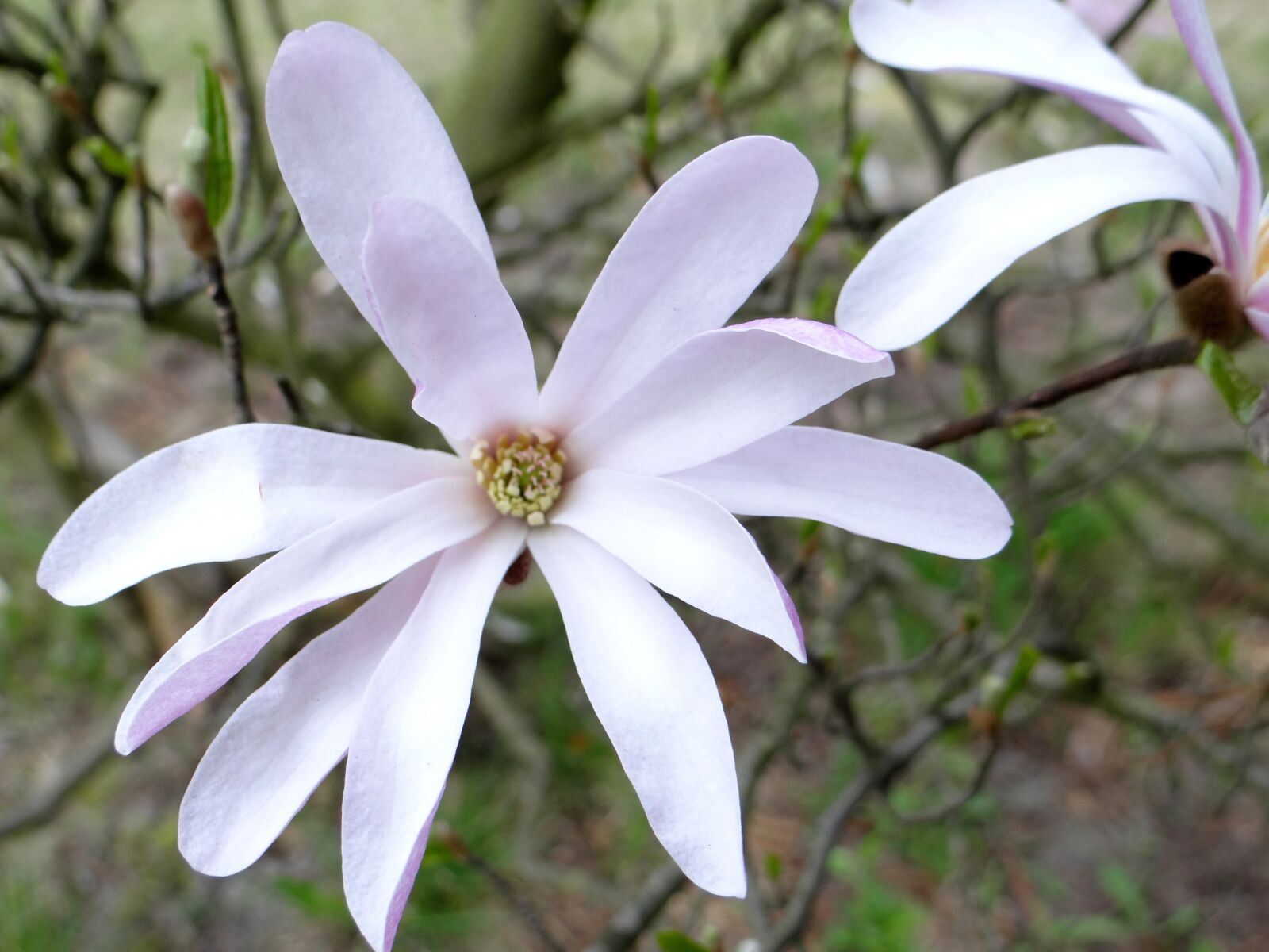 Sony DSC-HX200V sample photo. Flower, nature, plant photography