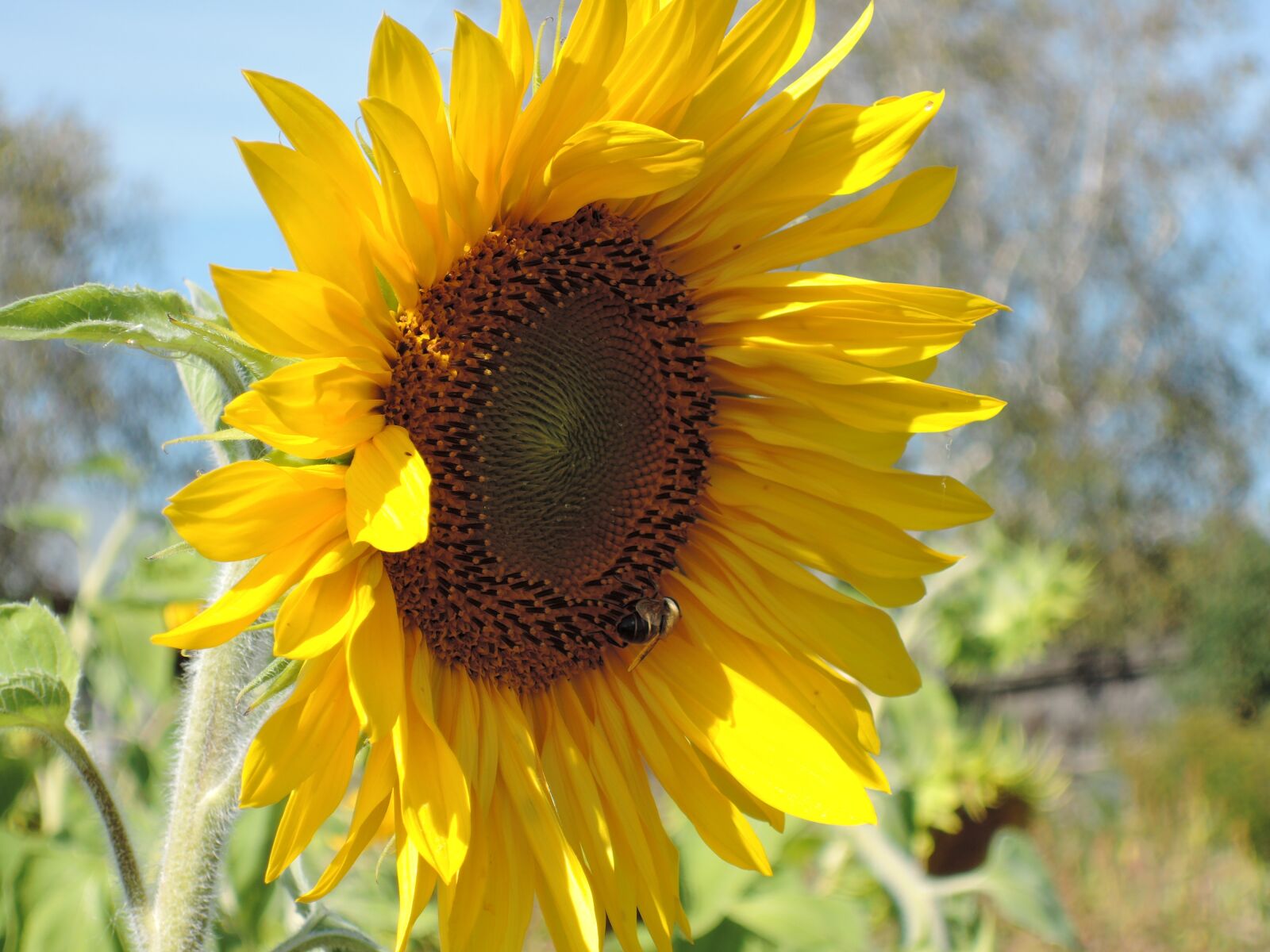 Nikon Coolpix P340 sample photo. Sunflower, sunflower seeds, autumn photography