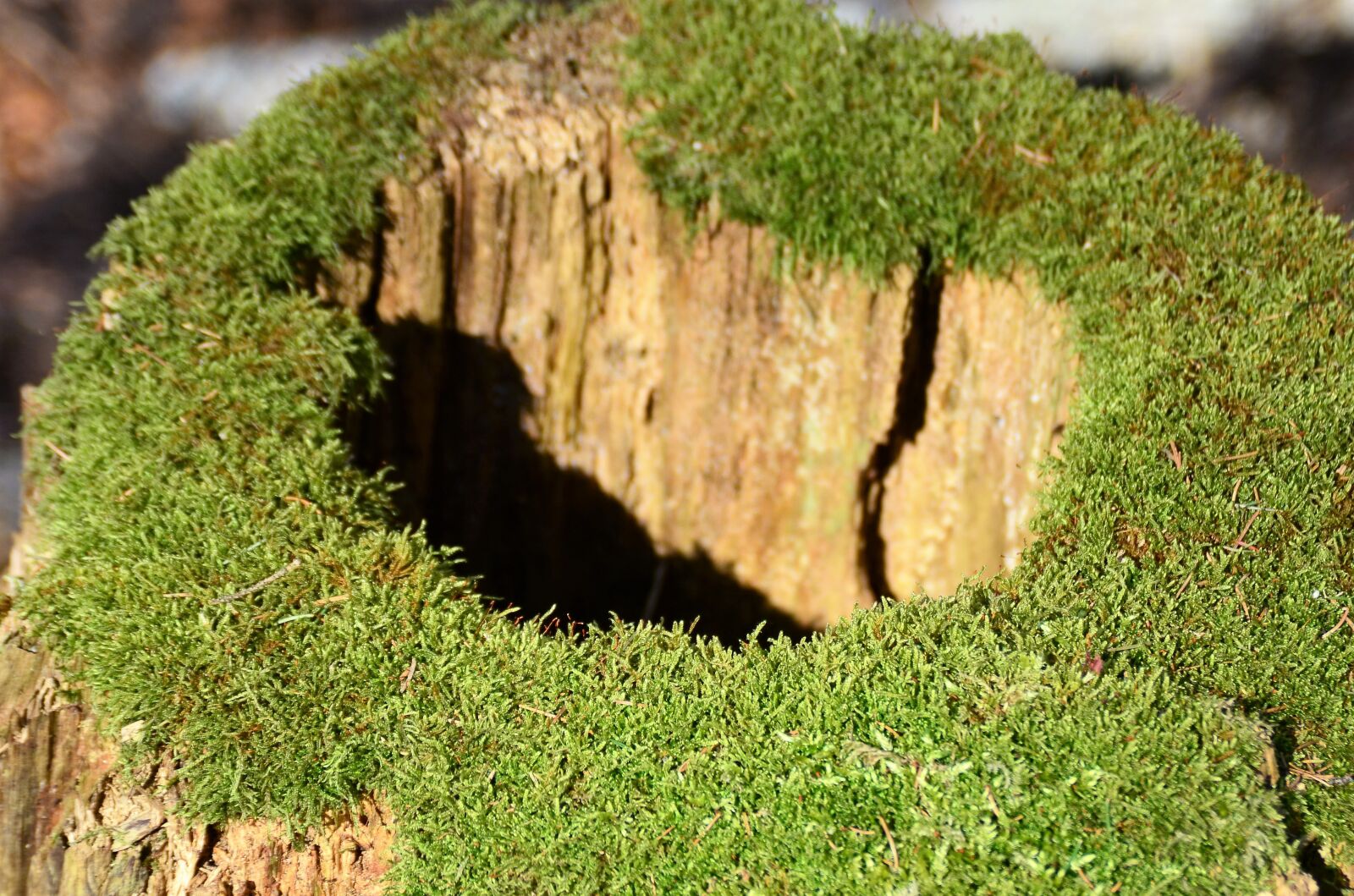 Nikon D7000 sample photo. Tree stump, moss, hole photography