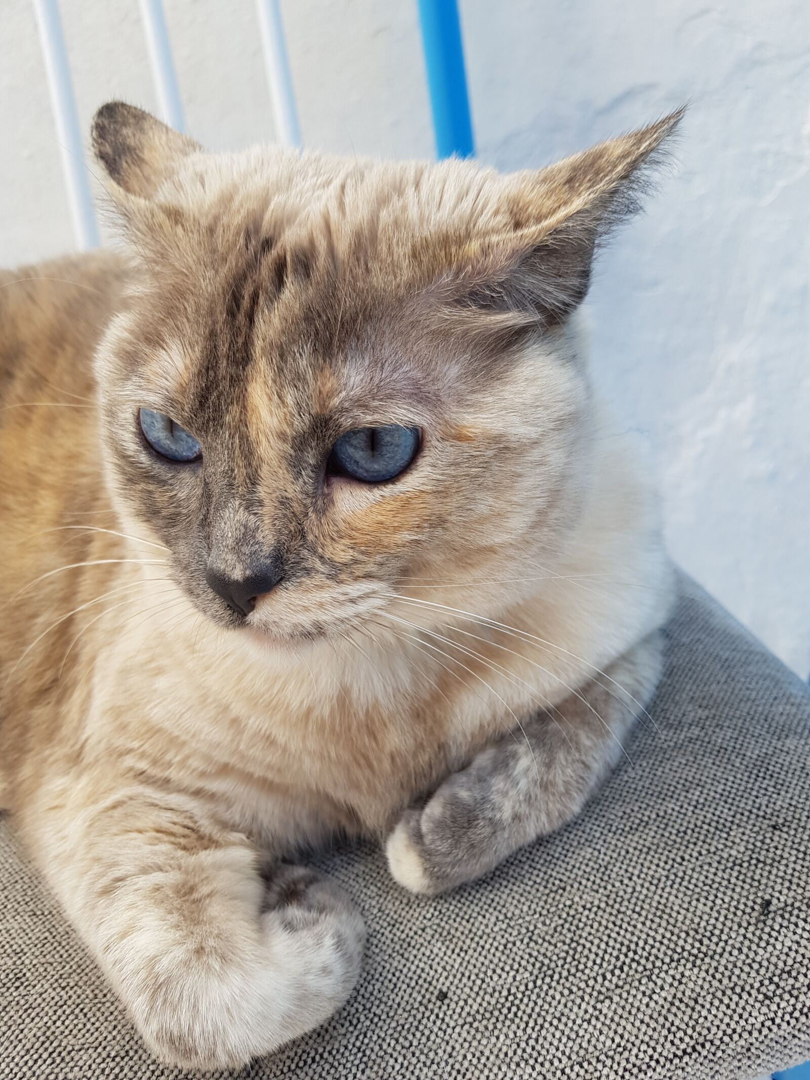 Samsung Galaxy S8 sample photo. White cat, gata, white photography