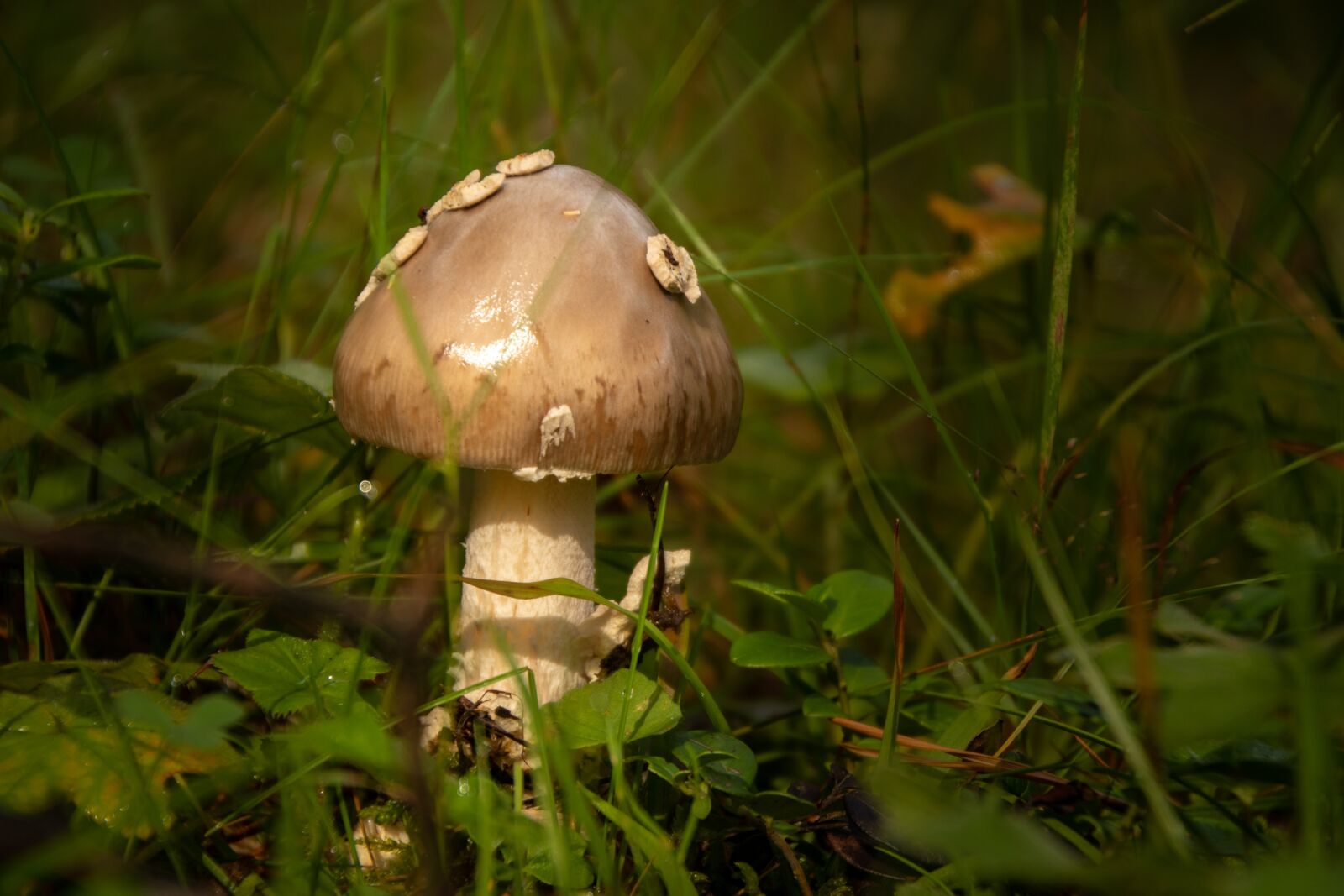 Canon EOS 800D (EOS Rebel T7i / EOS Kiss X9i) sample photo. Toadstool, mushroom, nature photography