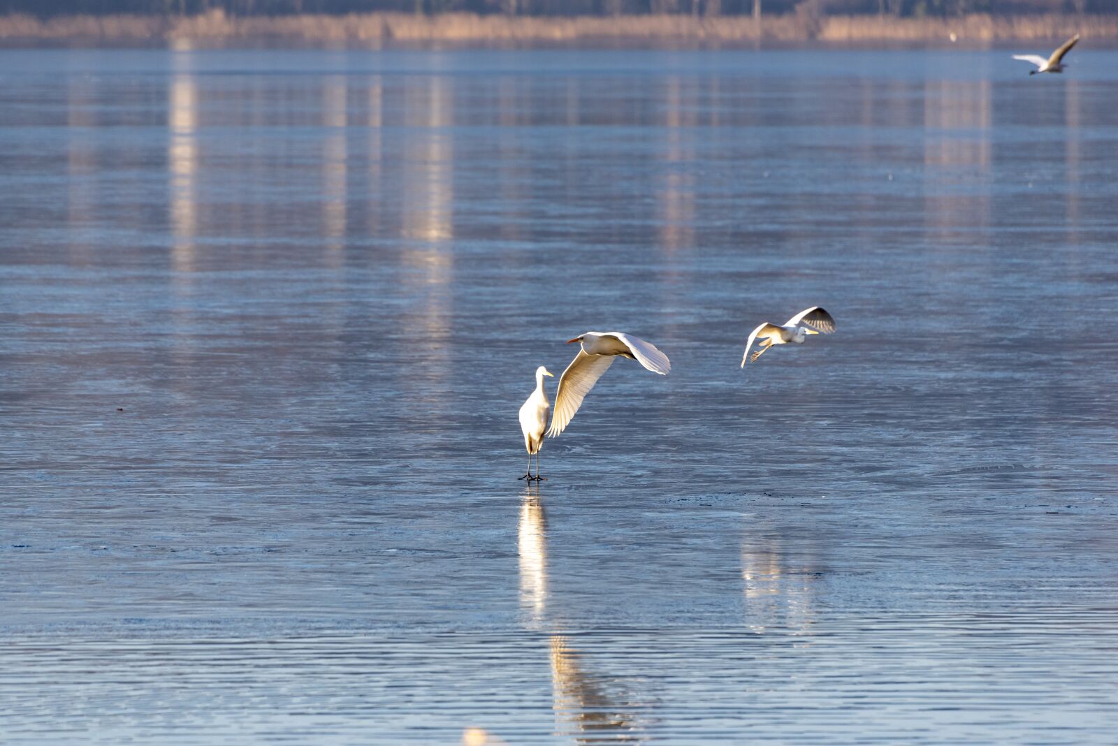 Nikon D750 sample photo. Ice, frozen, birds photography