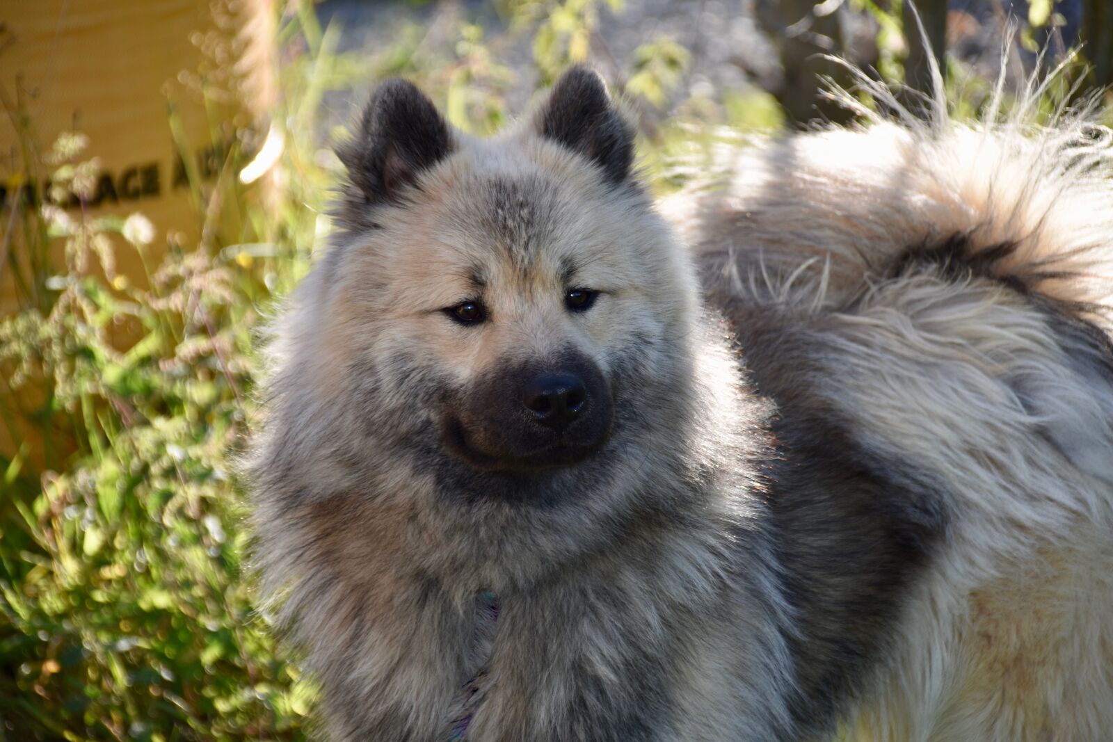 Nikon D5600 sample photo. Dog, dog eurasier, dog photography