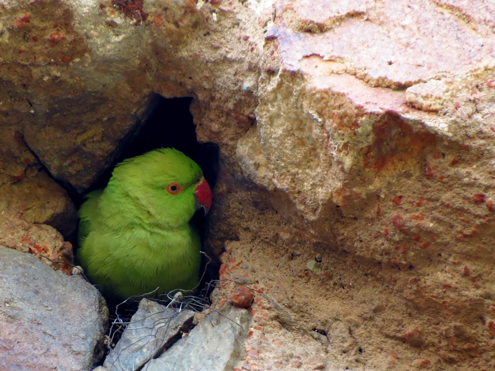 Canon PowerShot SX40 HS sample photo. Bird, parkeet photography