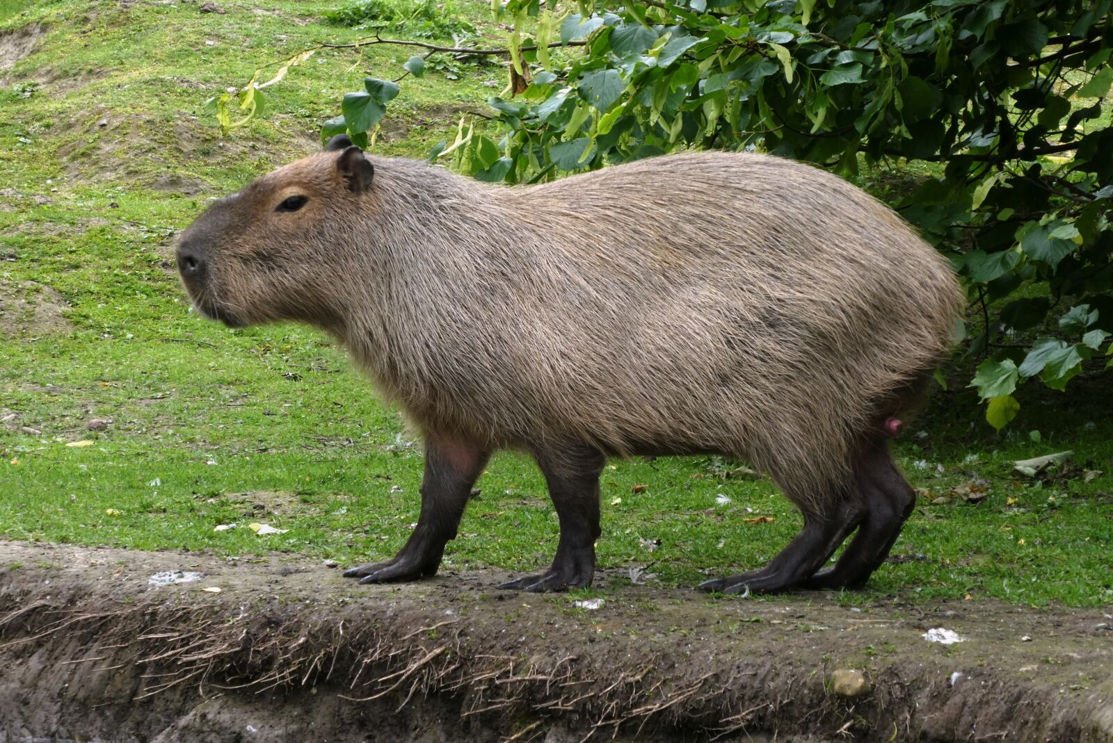 Panasonic Lumix DC-ZS70 (Lumix DC-TZ90) sample photo. Capybara, faunapark, animal park photography