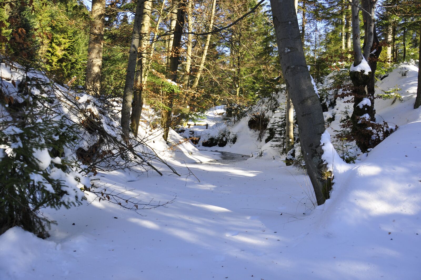 Nikon D90 sample photo. February, winter, forest photography