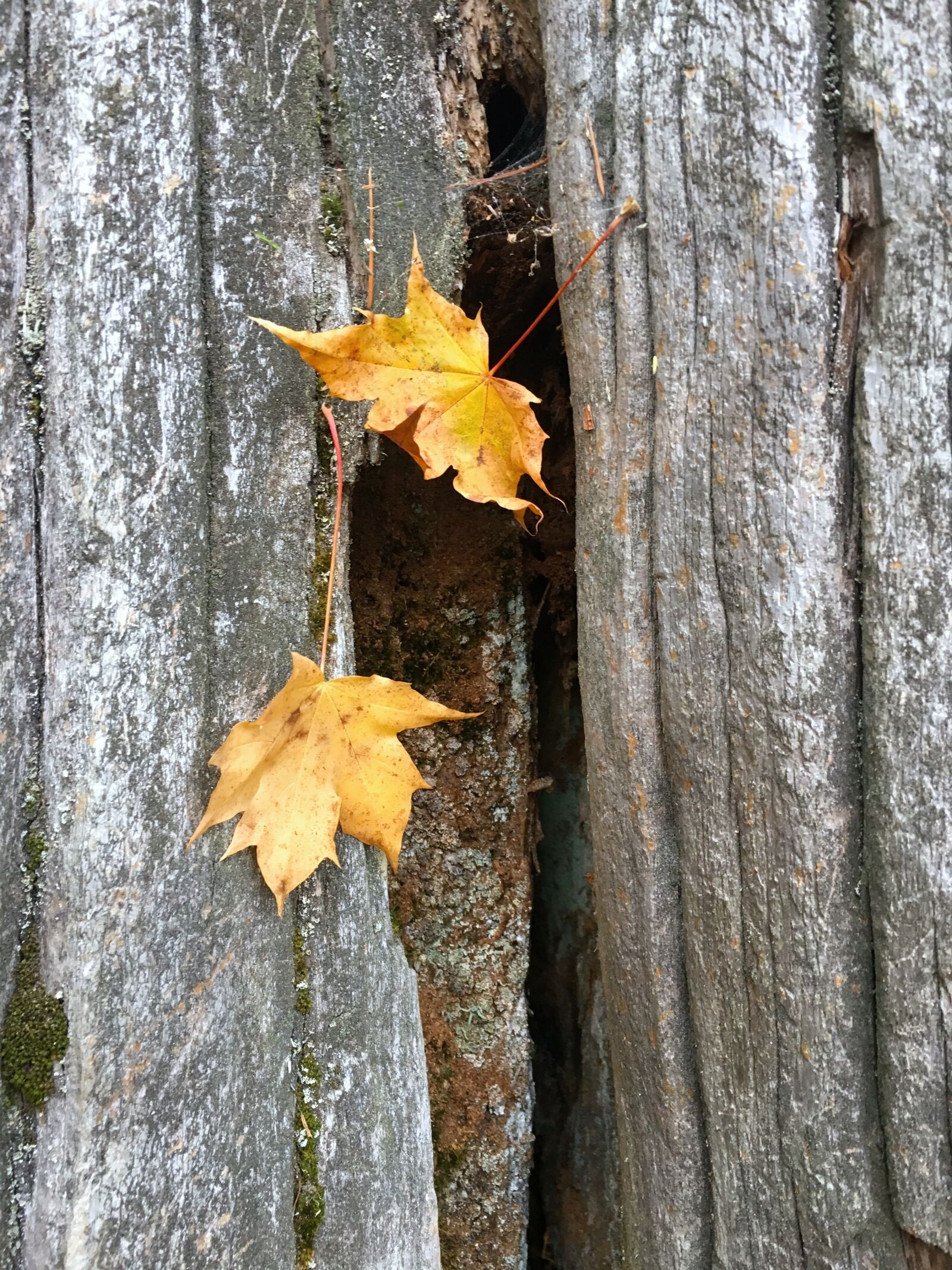 Apple iPhone 6s sample photo. Fall, autumn, nature photography