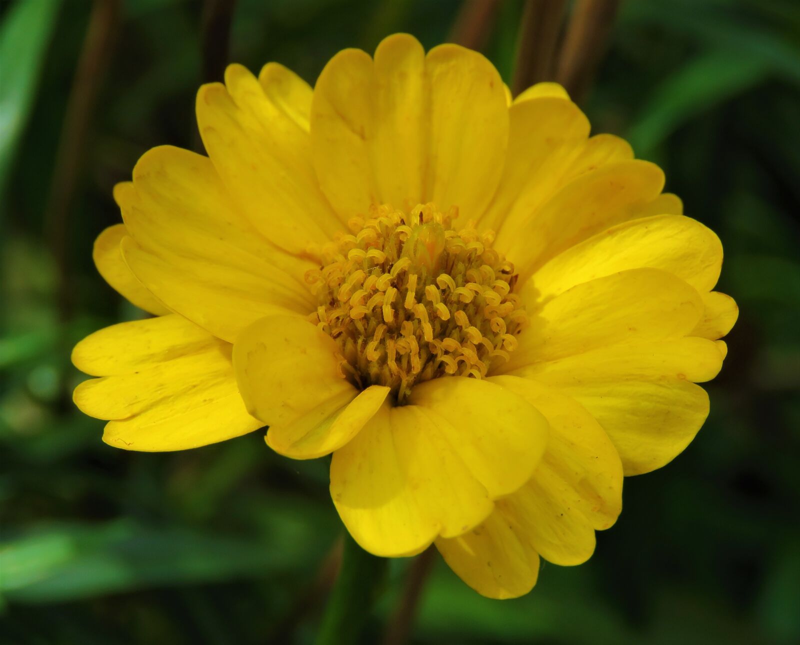 Canon PowerShot SX60 HS sample photo. Yellow, nature, flower photography