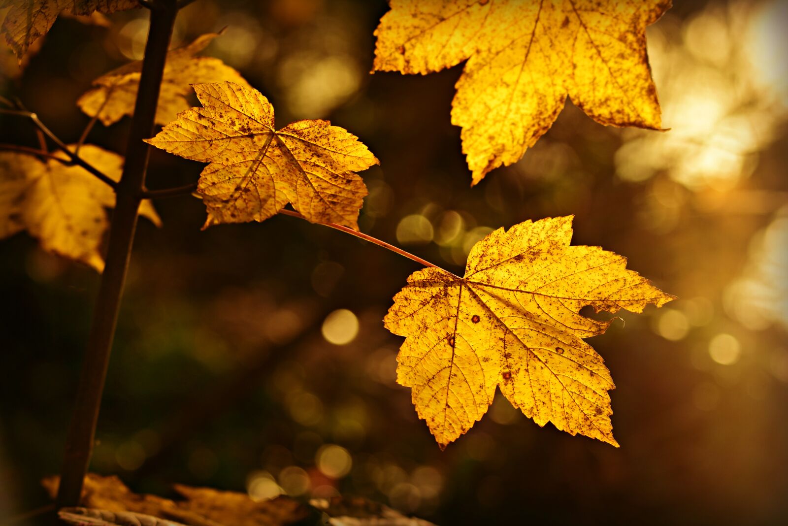 Nikon D750 sample photo. Leaf, foliage, autumn leaf photography