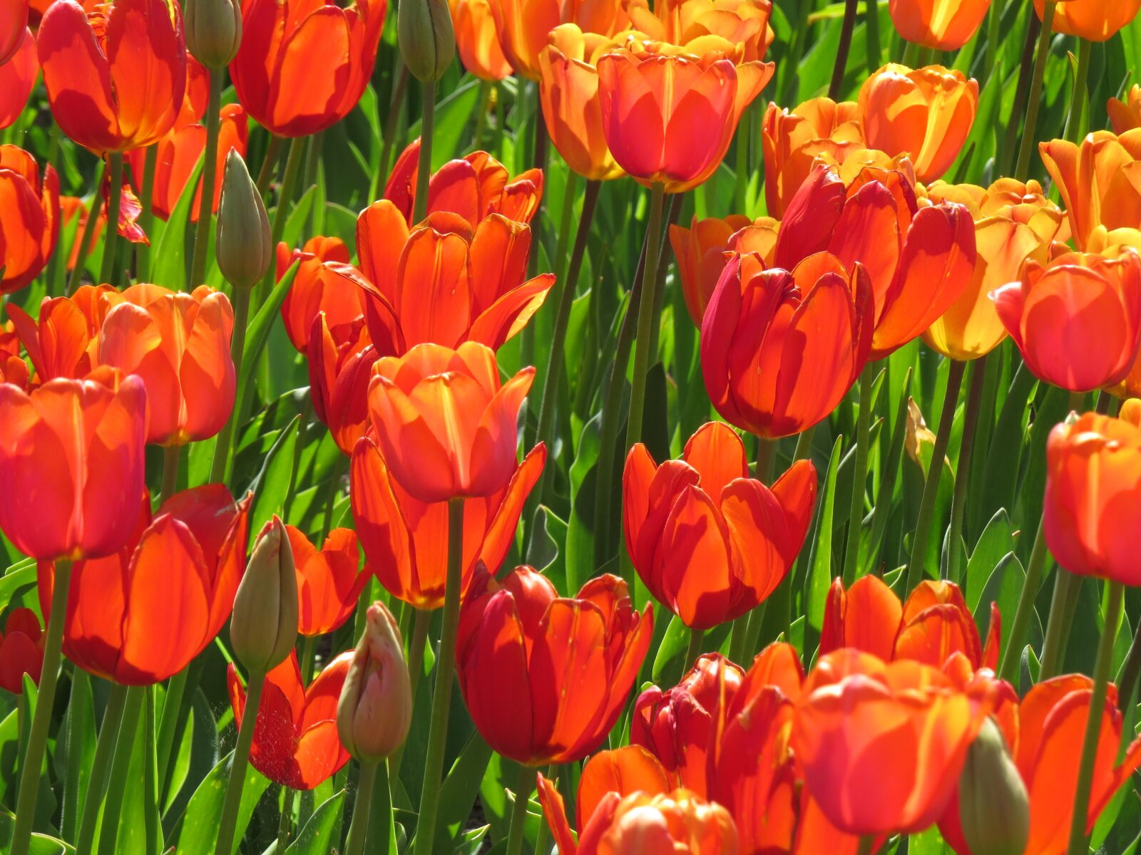 Canon PowerShot SX50 HS sample photo. Tulips, red, flower photography