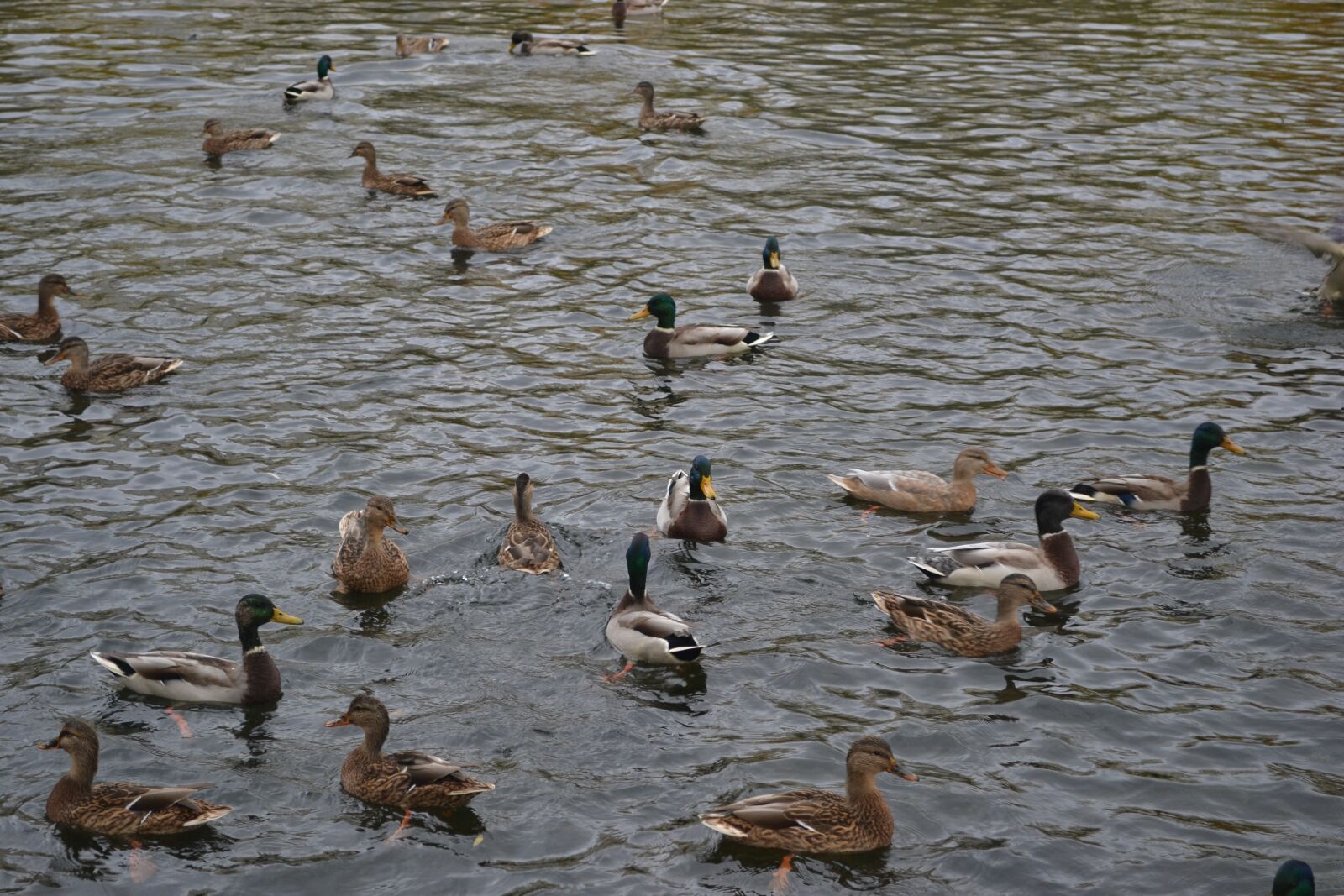 Nikon D3100 sample photo. Duck, pond, water photography