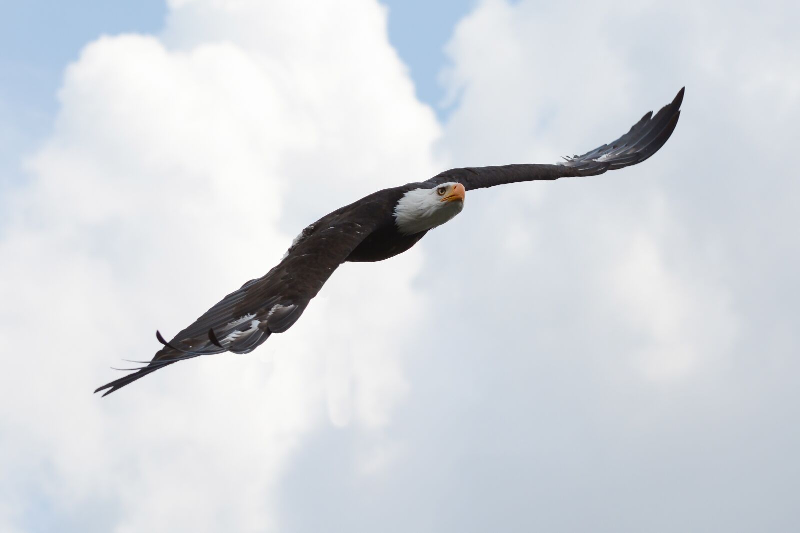 Nikon D7100 sample photo. Adler, bald eagle, flight photography