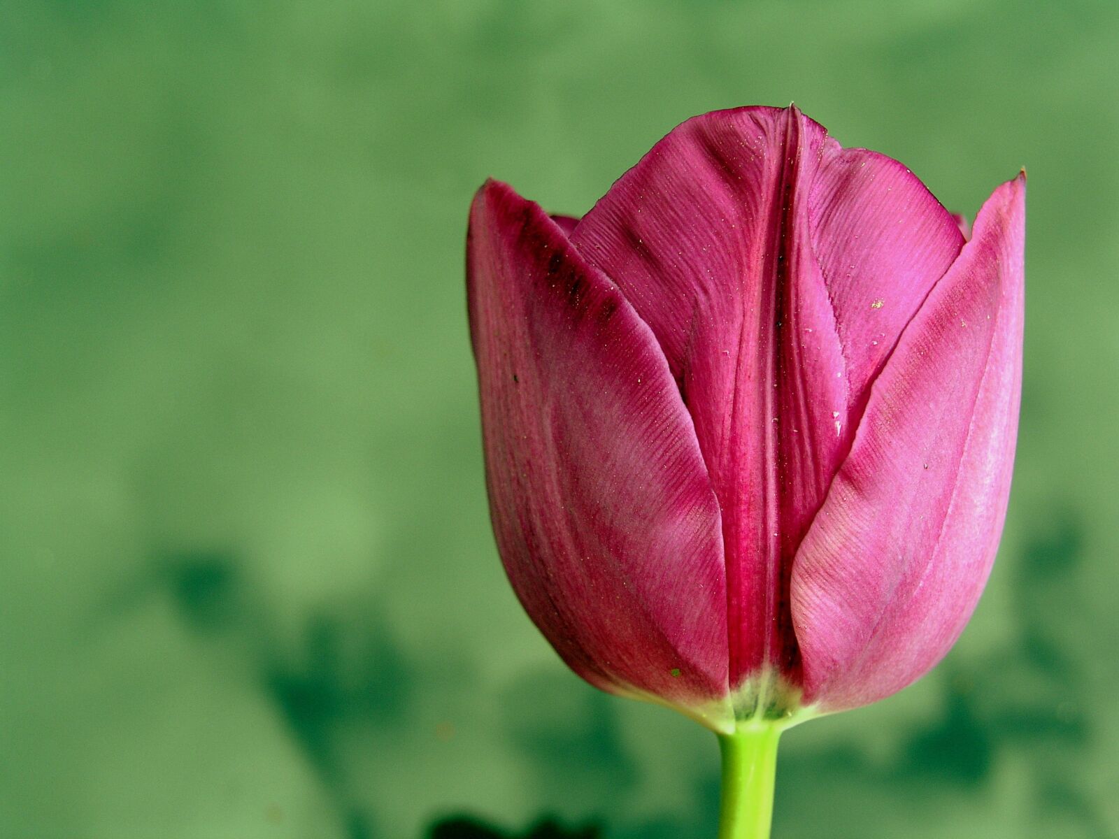 Olympus C5050Z sample photo. Flower, tulip, spring photography