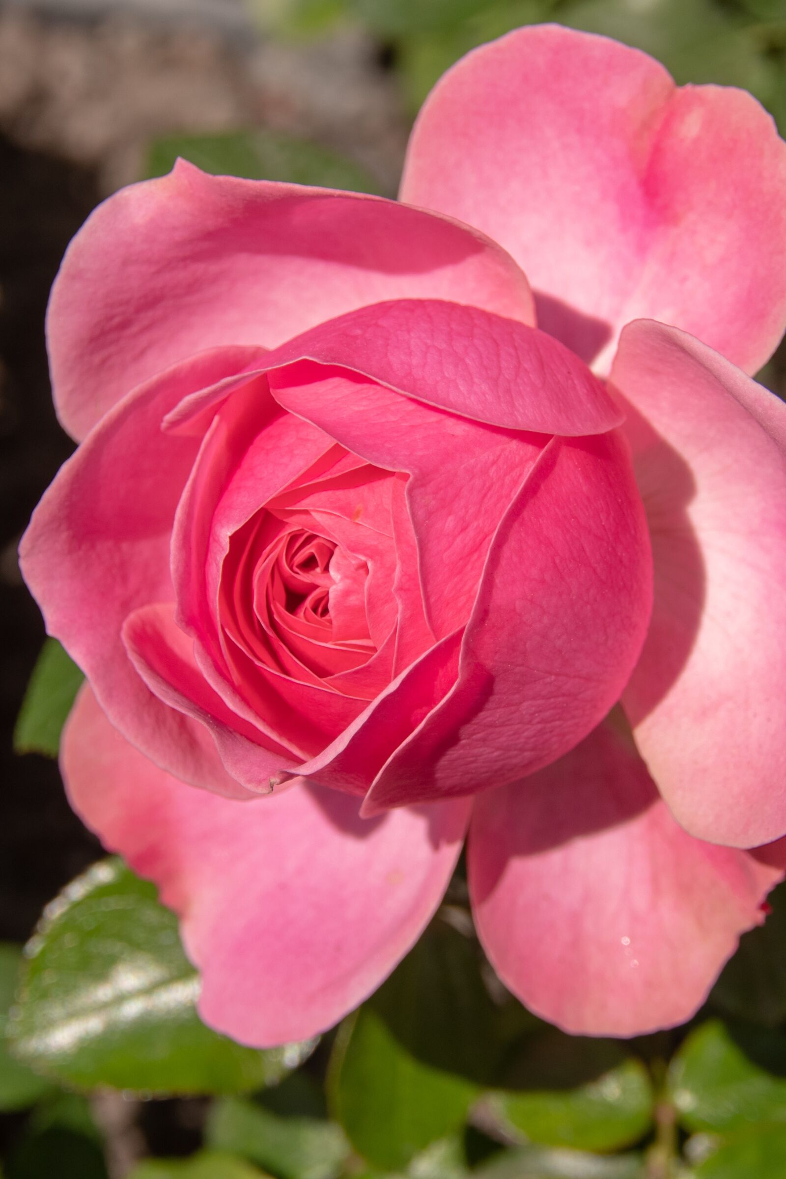 Pentax smc DA* 16-50mm F2.8 ED AL (IF) SDM sample photo. Rose, pink, flower photography