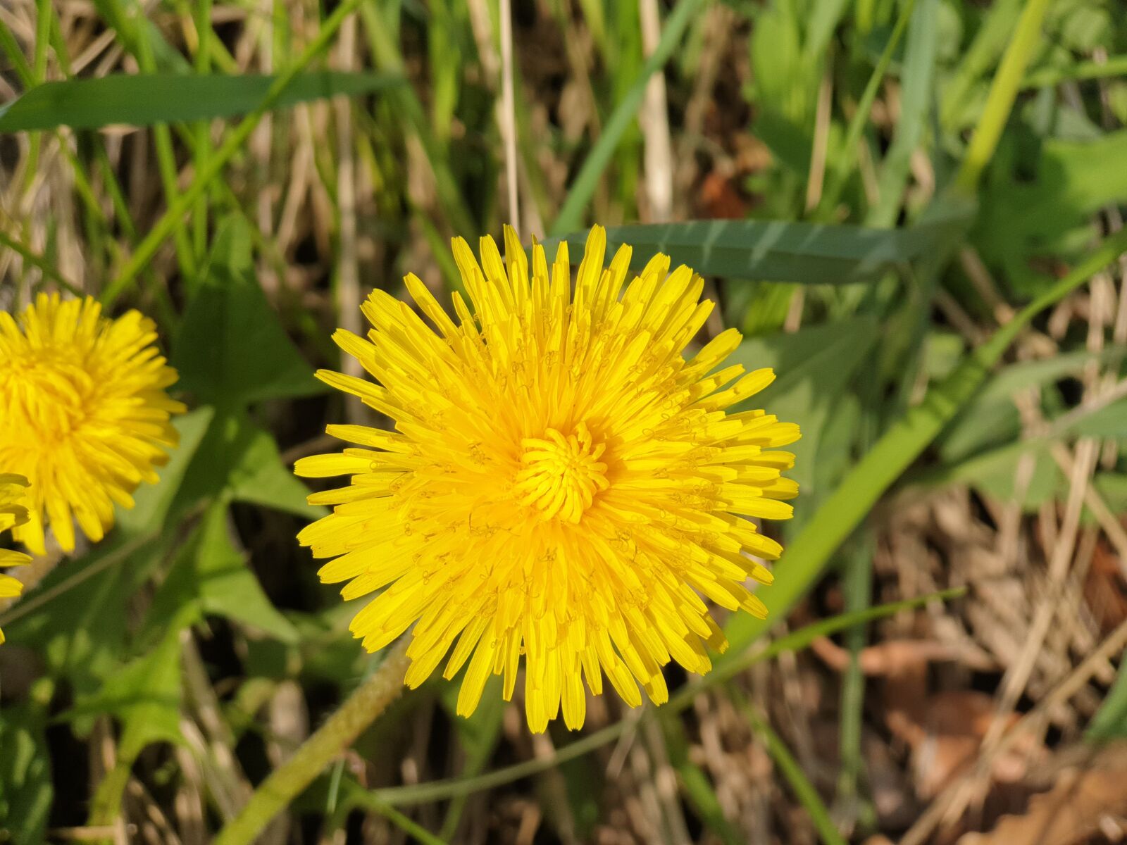 Samsung Galaxy Note9 sample photo. Flowers, nature, plants photography