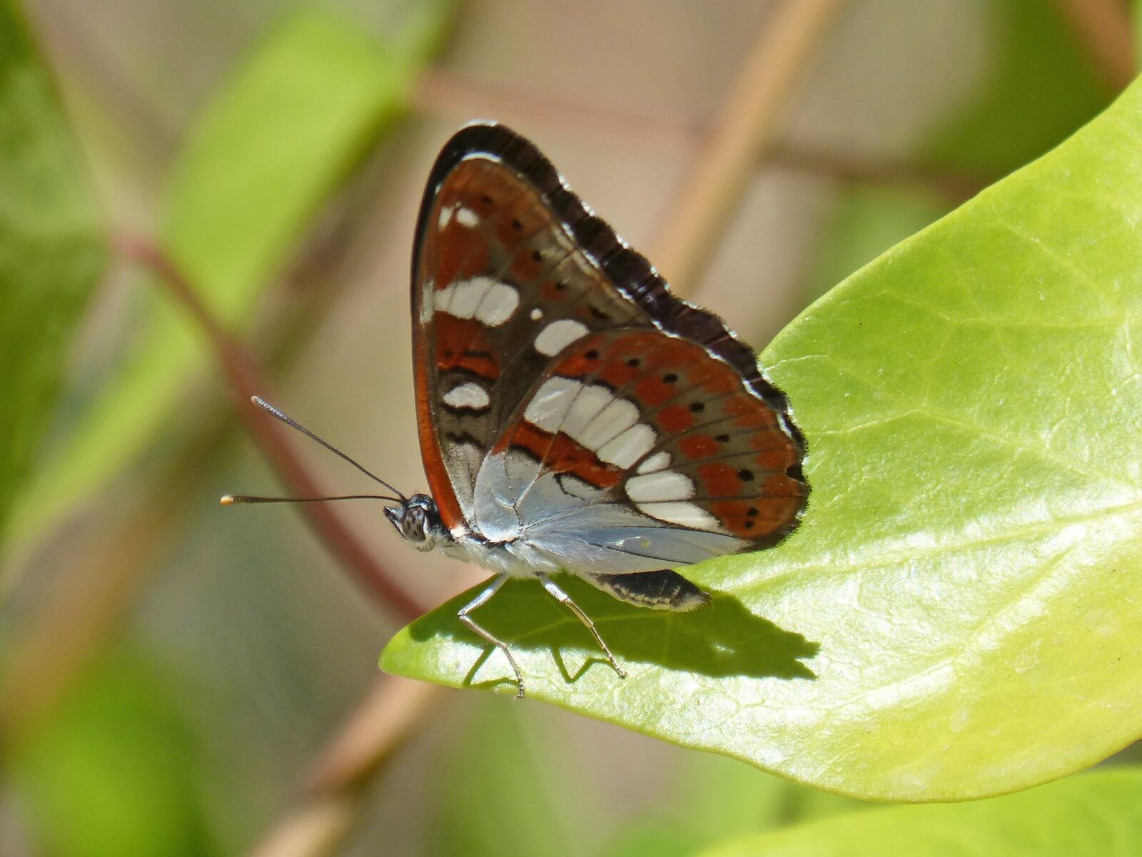 Panasonic DMC-FZ62 sample photo. Butterfly, nymph streams, limenitis photography