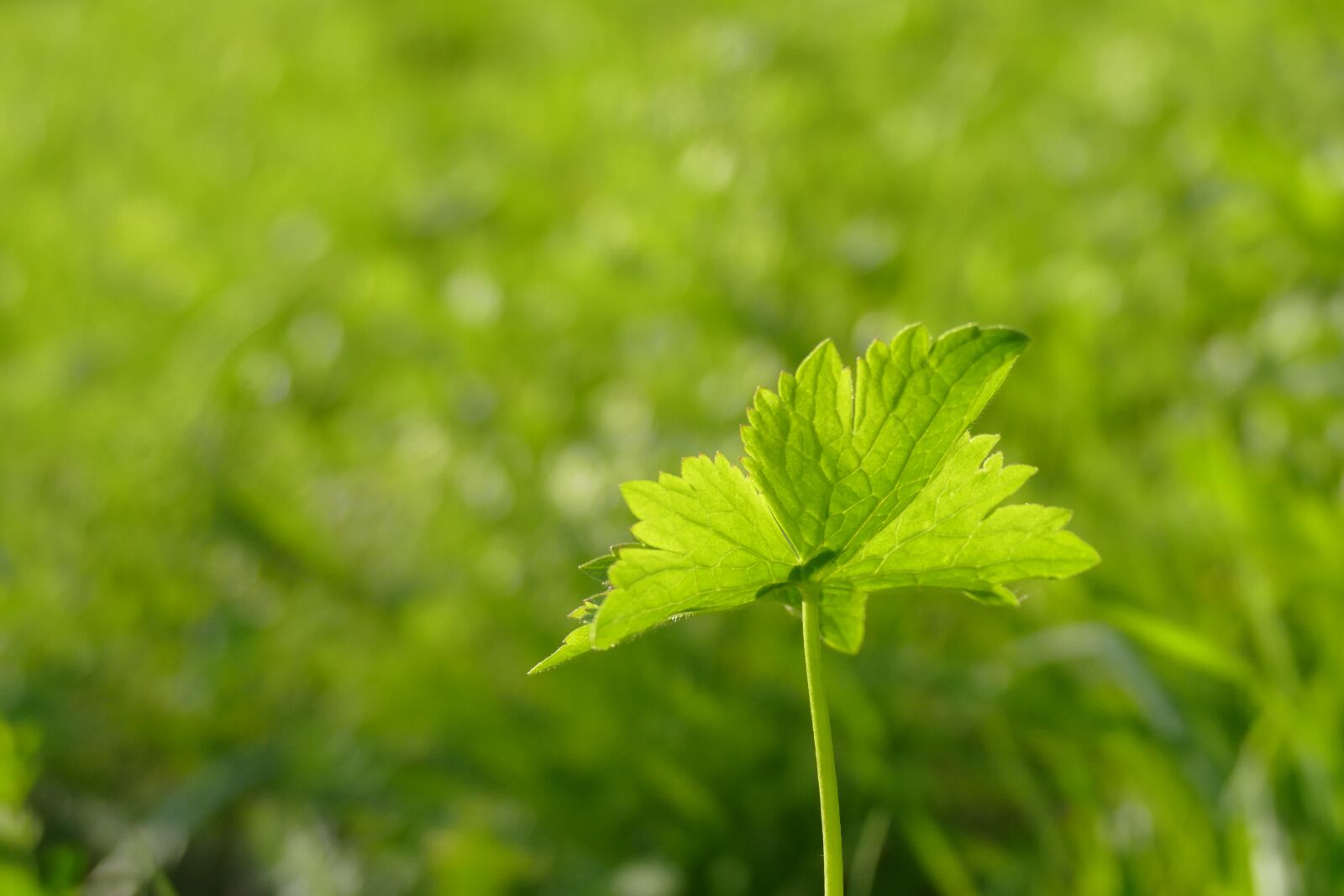 Panasonic Lumix DMC-FZ1000 sample photo. Leaf, grass, bokeh photography