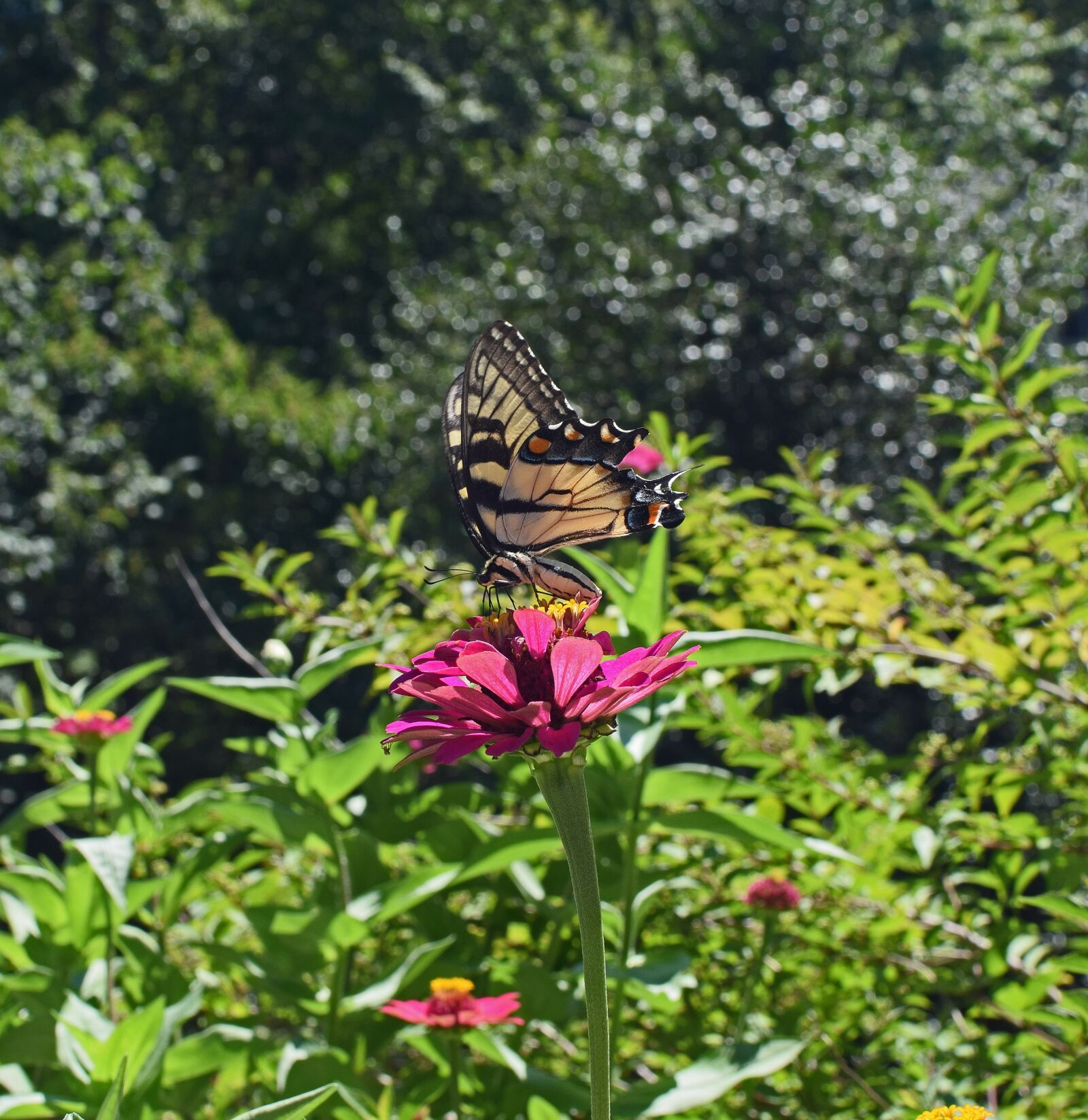Nikon D3300 sample photo. Common swallowtail on zinnia photography