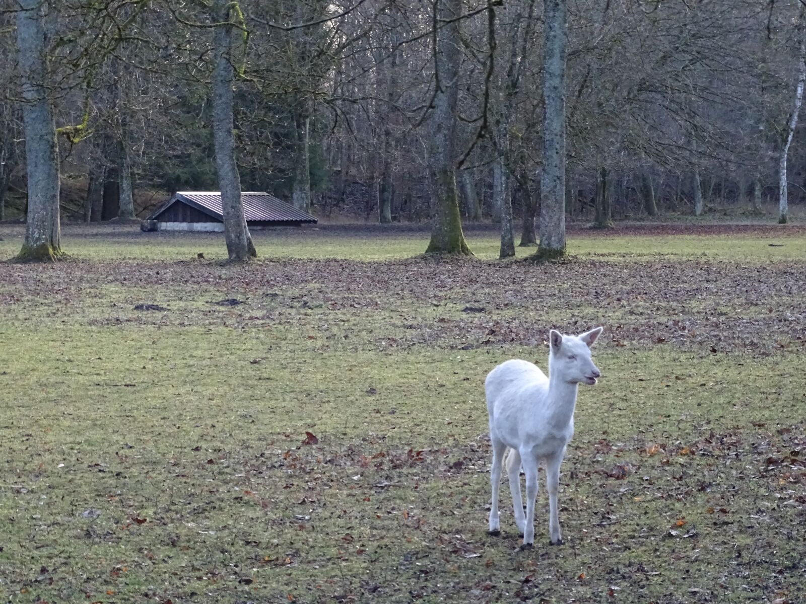 Sony Cyber-shot DSC-HX400V sample photo. Roe deer, albino, forest photography