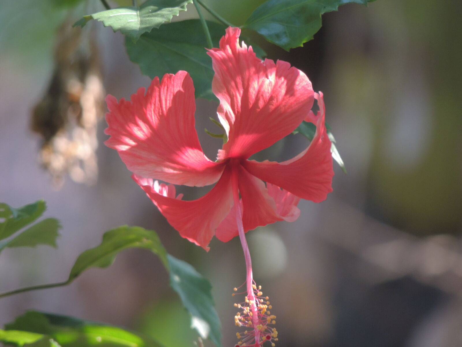 Nikon Coolpix P510 sample photo. Flowers photography