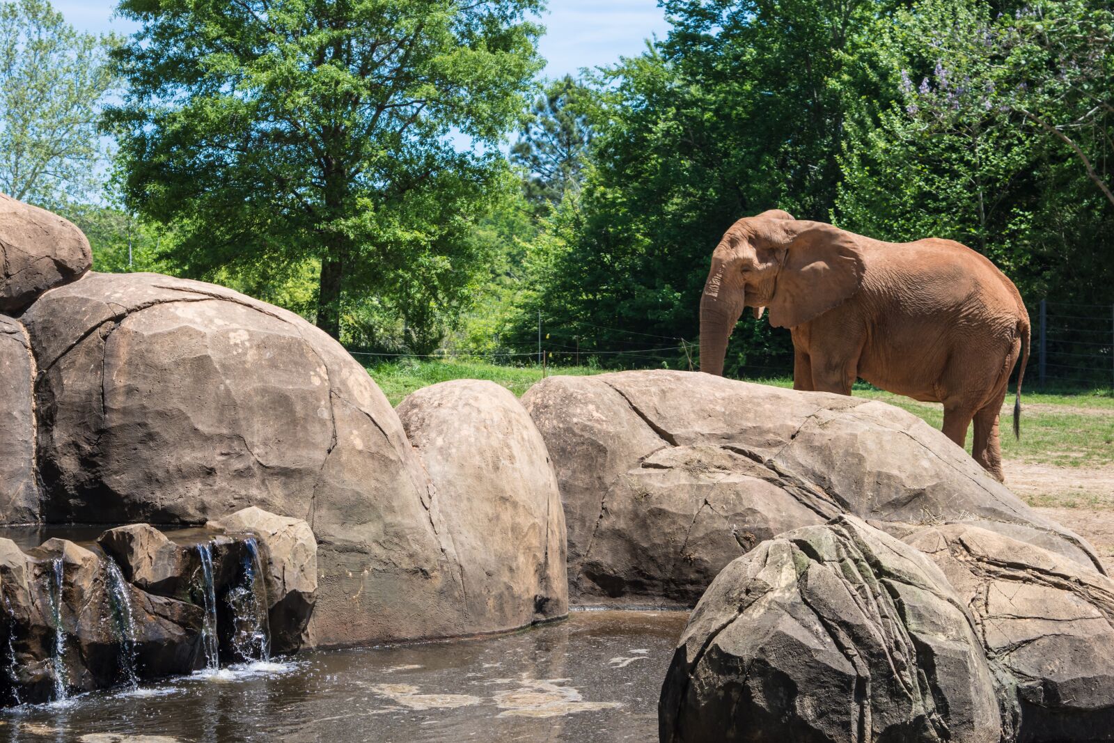 Nikon D7200 sample photo. Zoo, elephant, animal photography