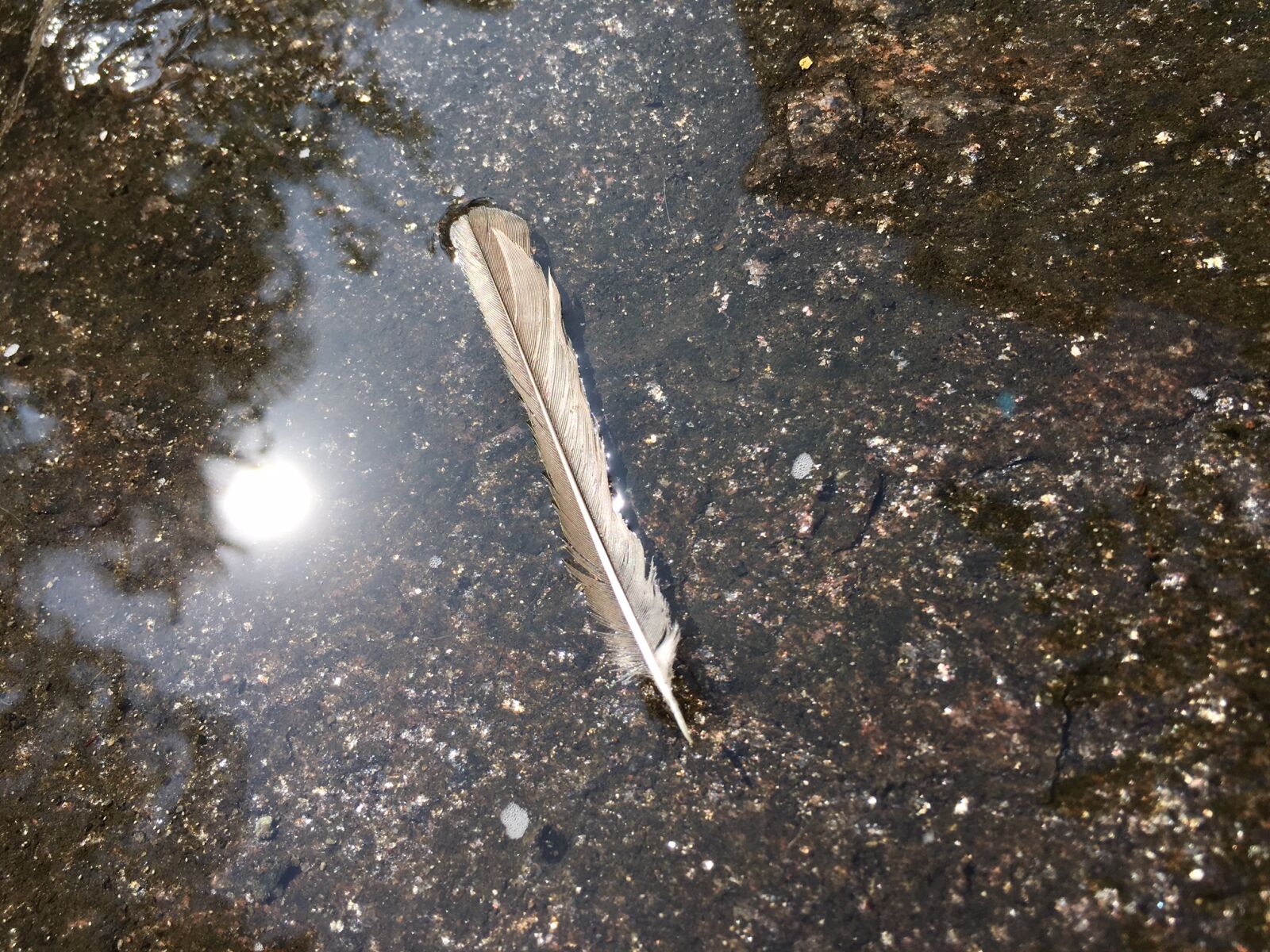 Apple iPhone 6s sample photo. Feather photography