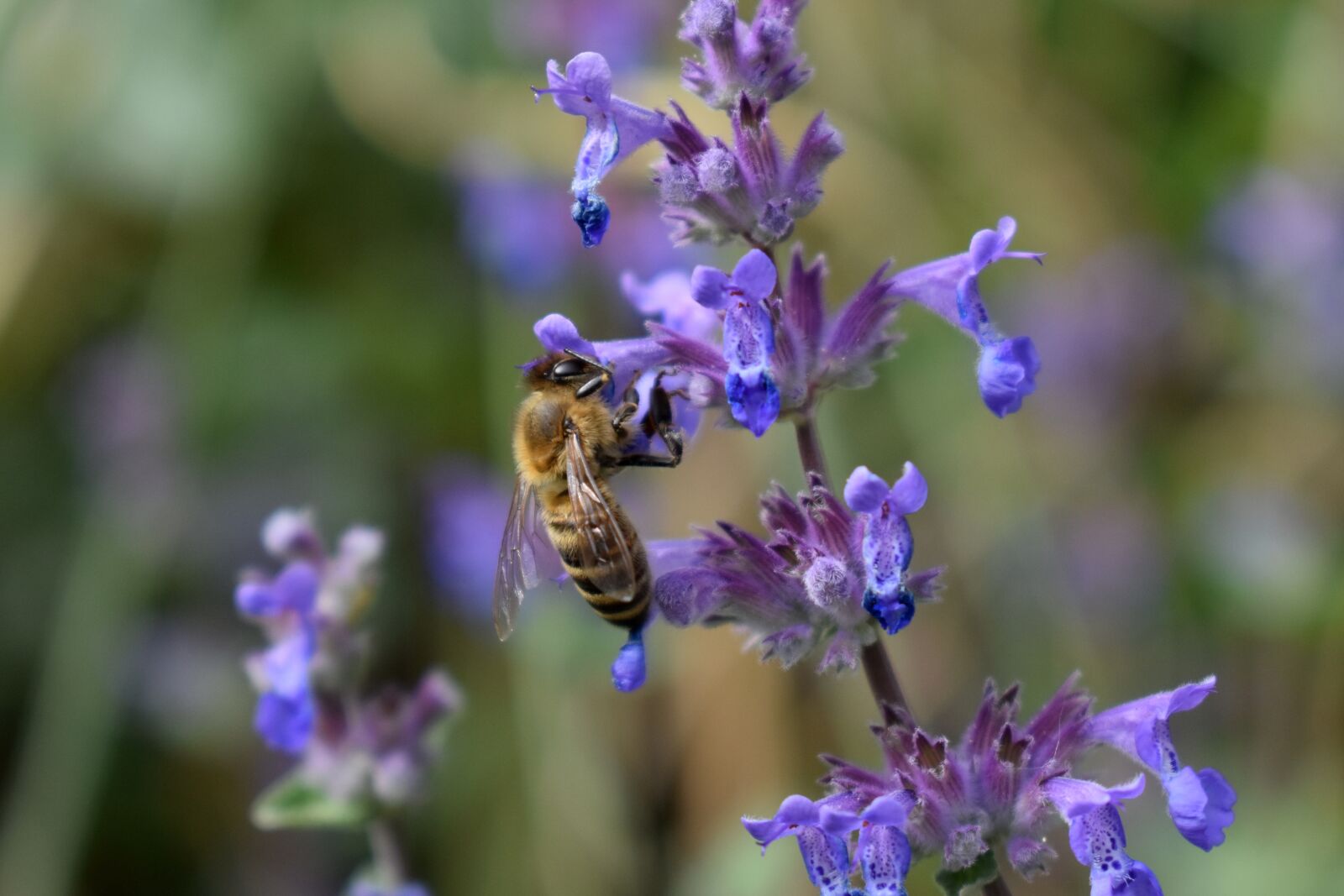 Nikon D3500 sample photo. Bee, bees, honey bee photography