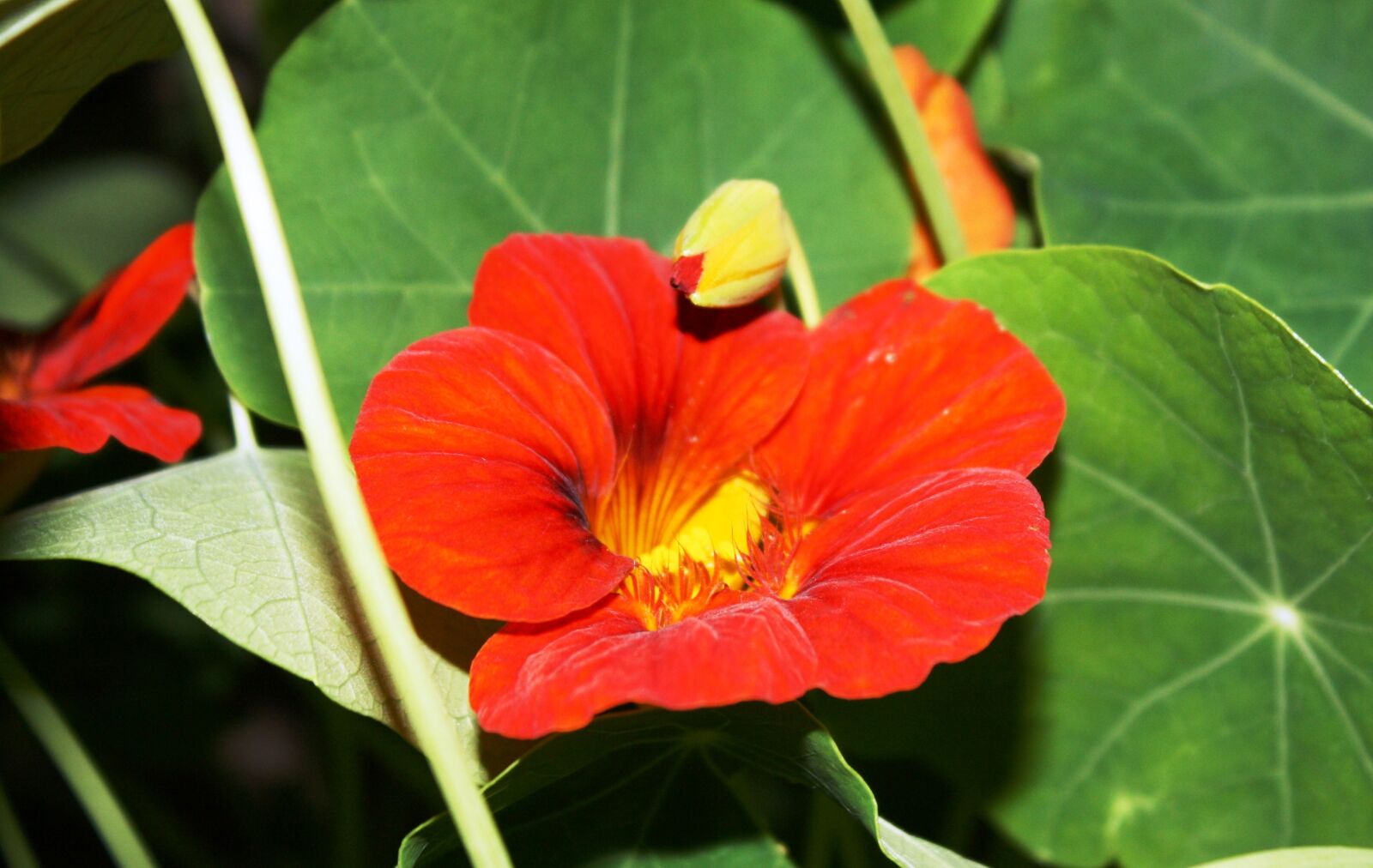 Canon EOS 1000D (EOS Digital Rebel XS / EOS Kiss F) sample photo. Nasturtium, flower, flora photography