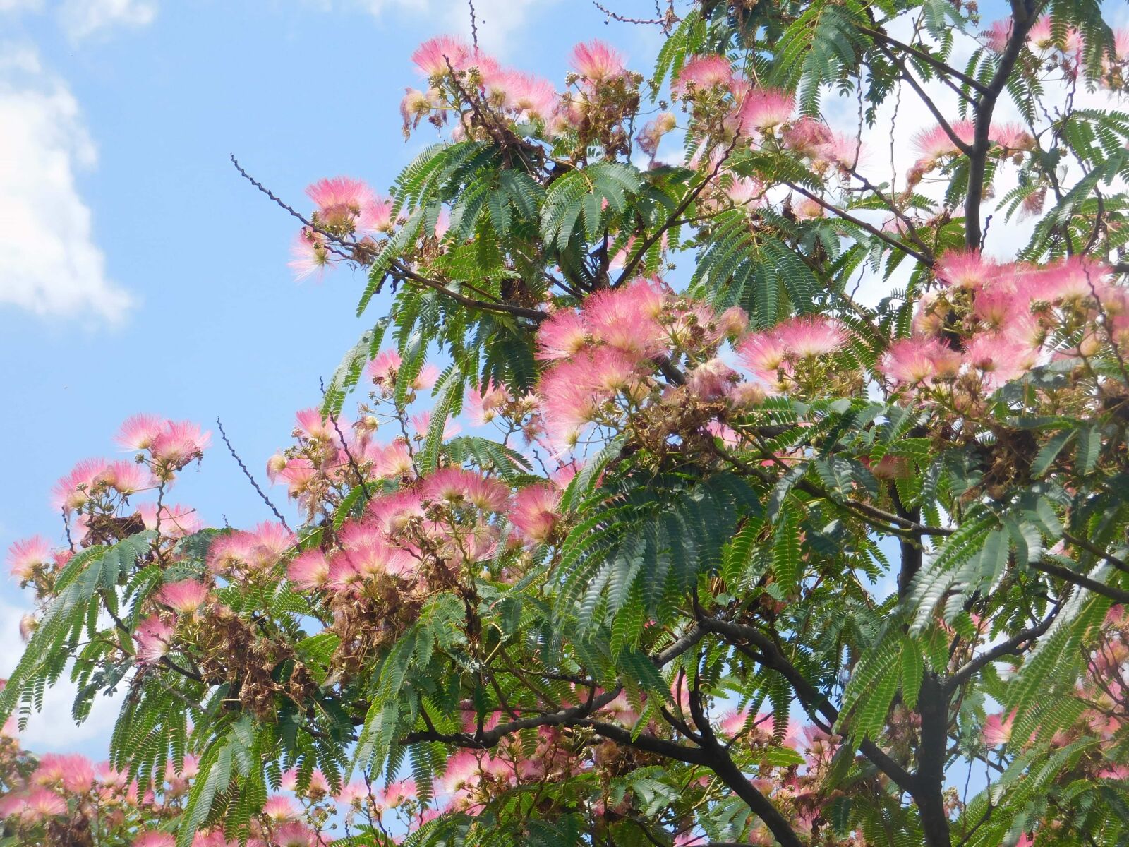 Nikon Coolpix L840 sample photo. Tree, flower, sunshine,nature, summer photography
