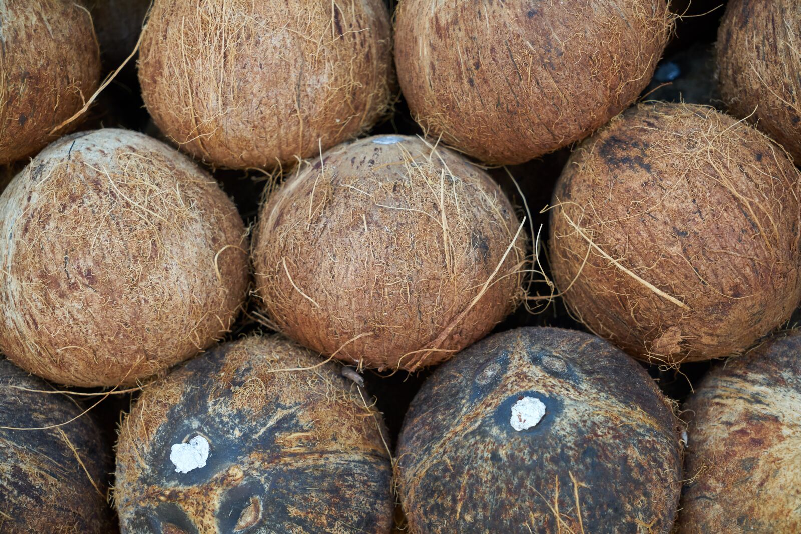 Sony a7R II sample photo. India coconut, fruit, palm photography