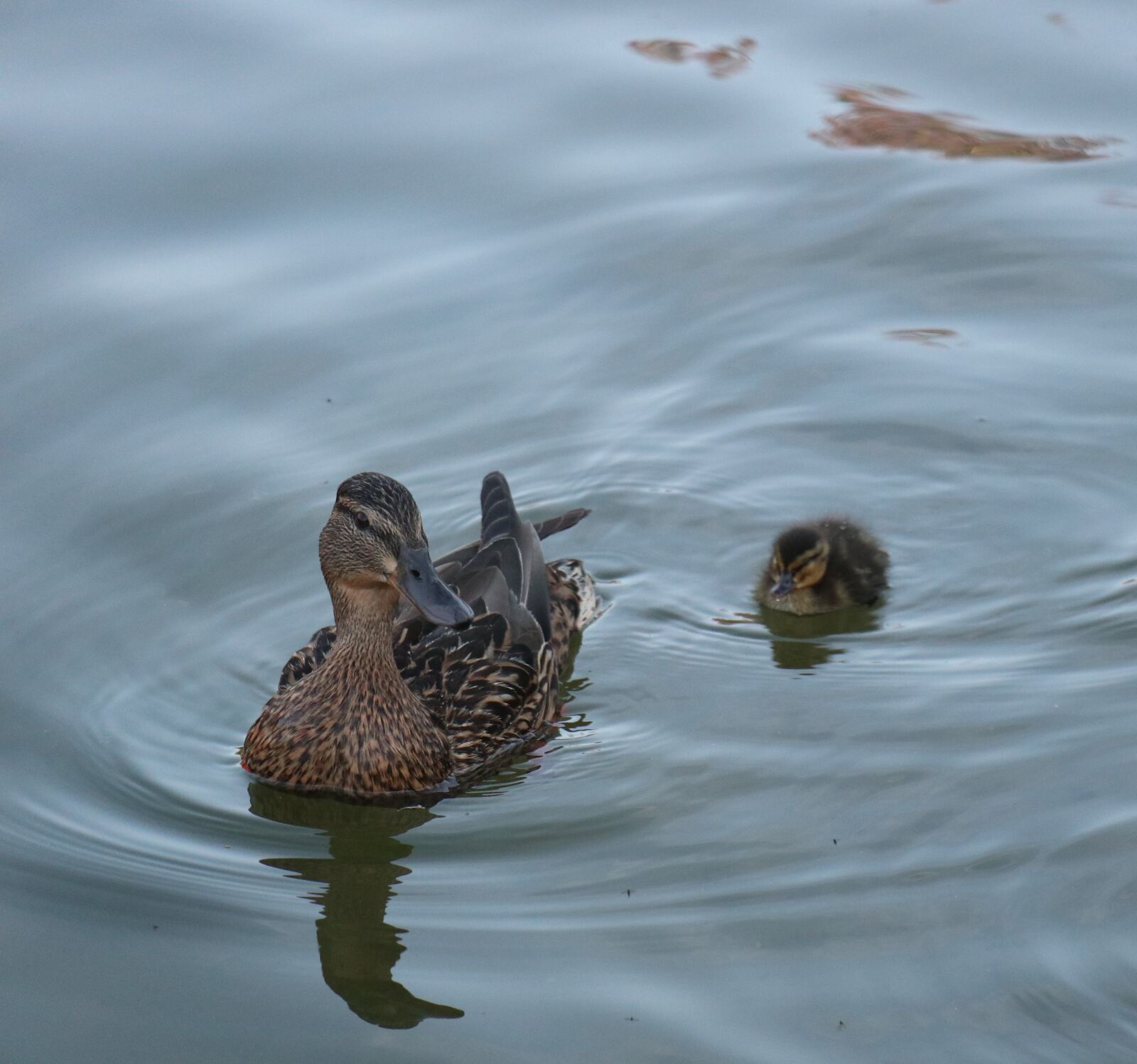 Canon EOS M6 sample photo. Spring, duck, duckling photography